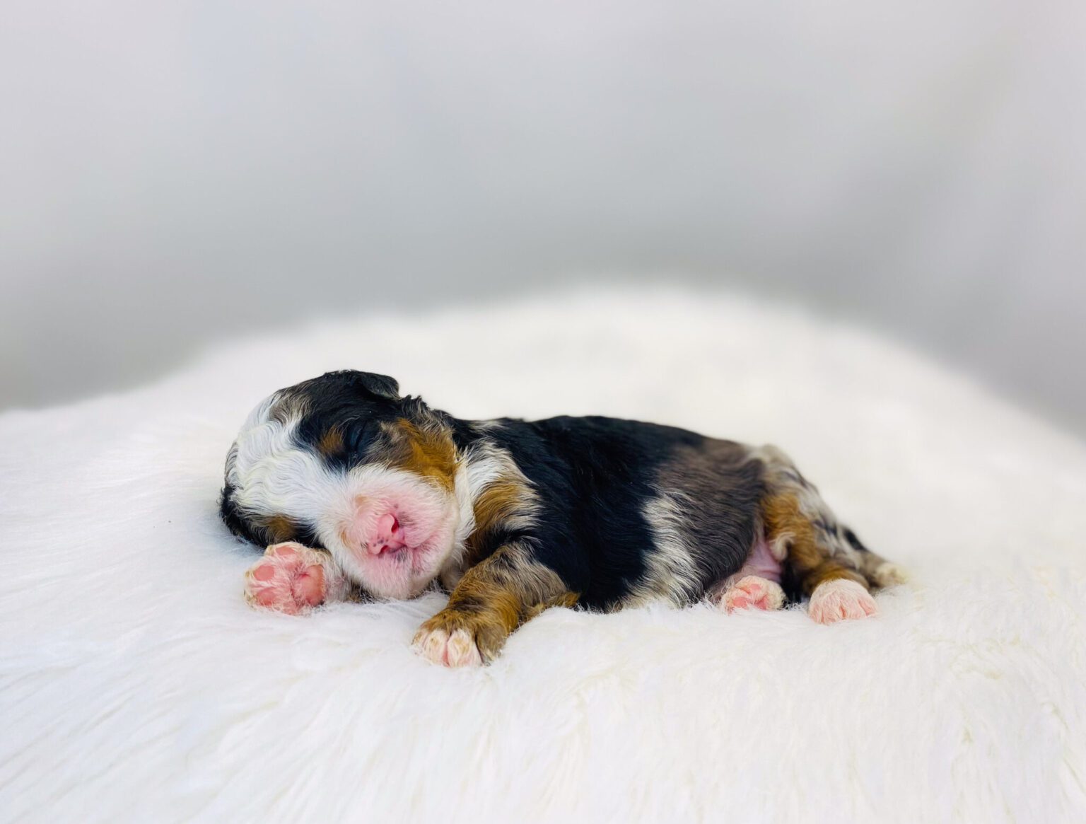 I am just a tiny baby and would love to join your family soon! Of course, you can’t see how cute and curly I will be when I get older, so the Dog Club will send updated photos when I am about 6 to 7 weeks old, if you choose to adopt me. Infant puppy deposits are refundable or transferrable.