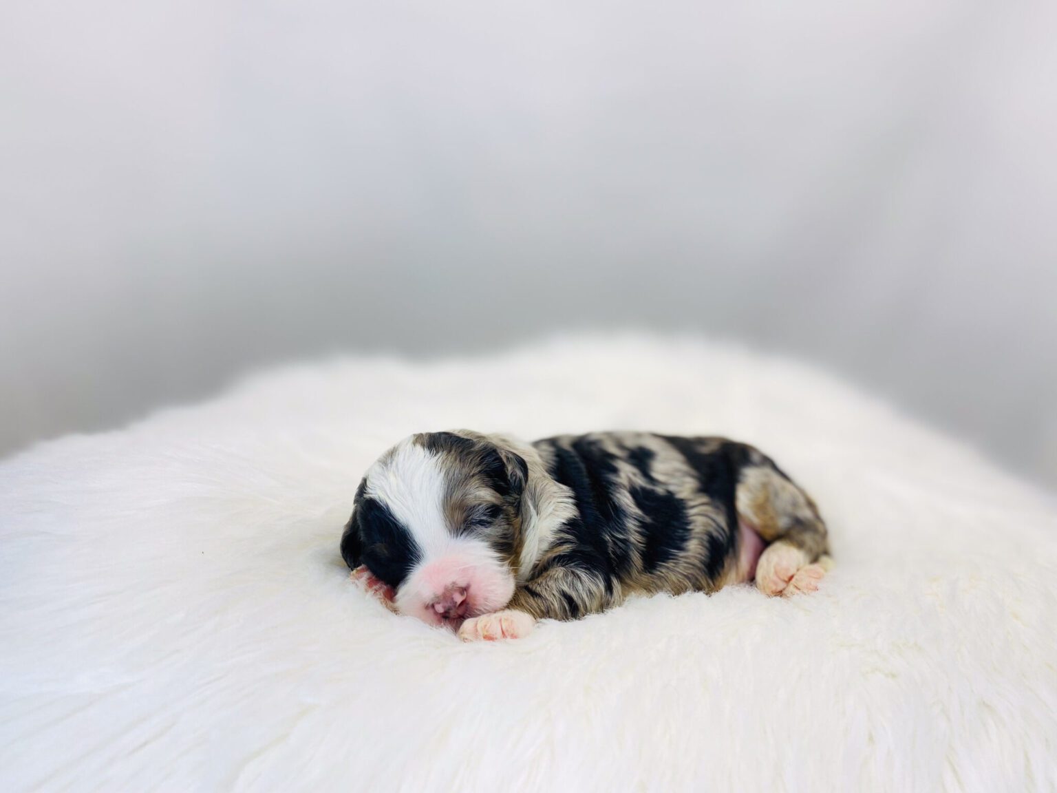 I am just a tiny baby and would love to join your family soon! Of course, you can’t see how cute and curly I will be when I get older, so the Dog Club will send updated photos when I am about 6 to 7 weeks old, if you choose to adopt me. Infant puppy deposits are refundable or transferrable.