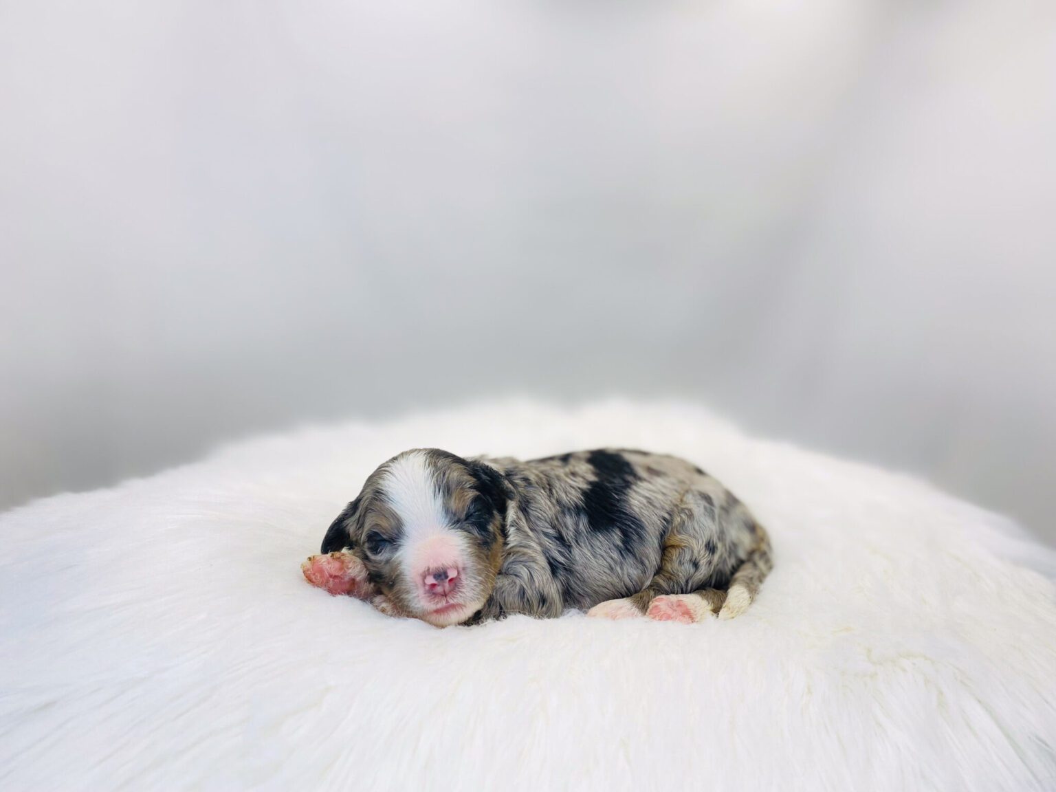 I am just a tiny baby and would love to join your family soon! Of course, you can’t see how cute and curly I will be when I get older, so the Dog Club will send updated photos when I am about 6 to 7 weeks old, if you choose to adopt me. Infant puppy deposits are refundable or transferrable.