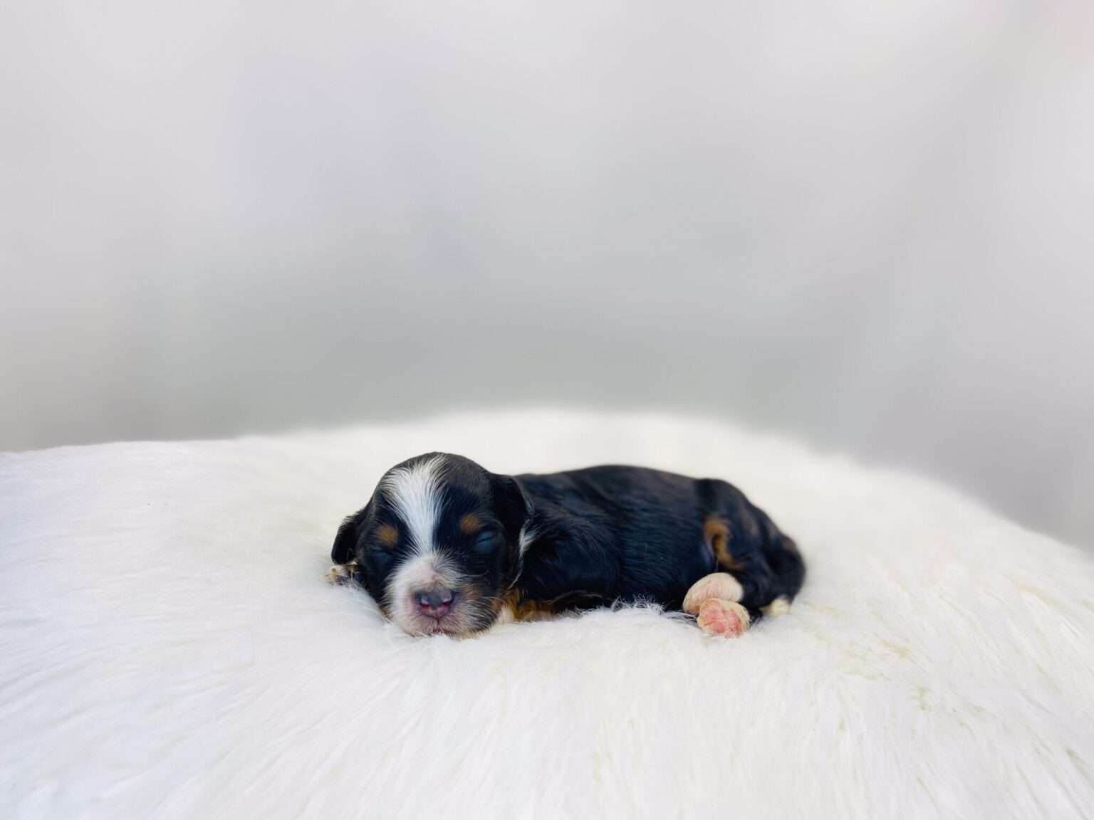 I am just a tiny baby and would love to join your family soon! Of course, you can’t see how cute and curly I will be when I get older, so the Dog Club will send updated photos when I am about 6 to 7 weeks old, if you choose to adopt me. Infant puppy deposits are refundable or transferrable.