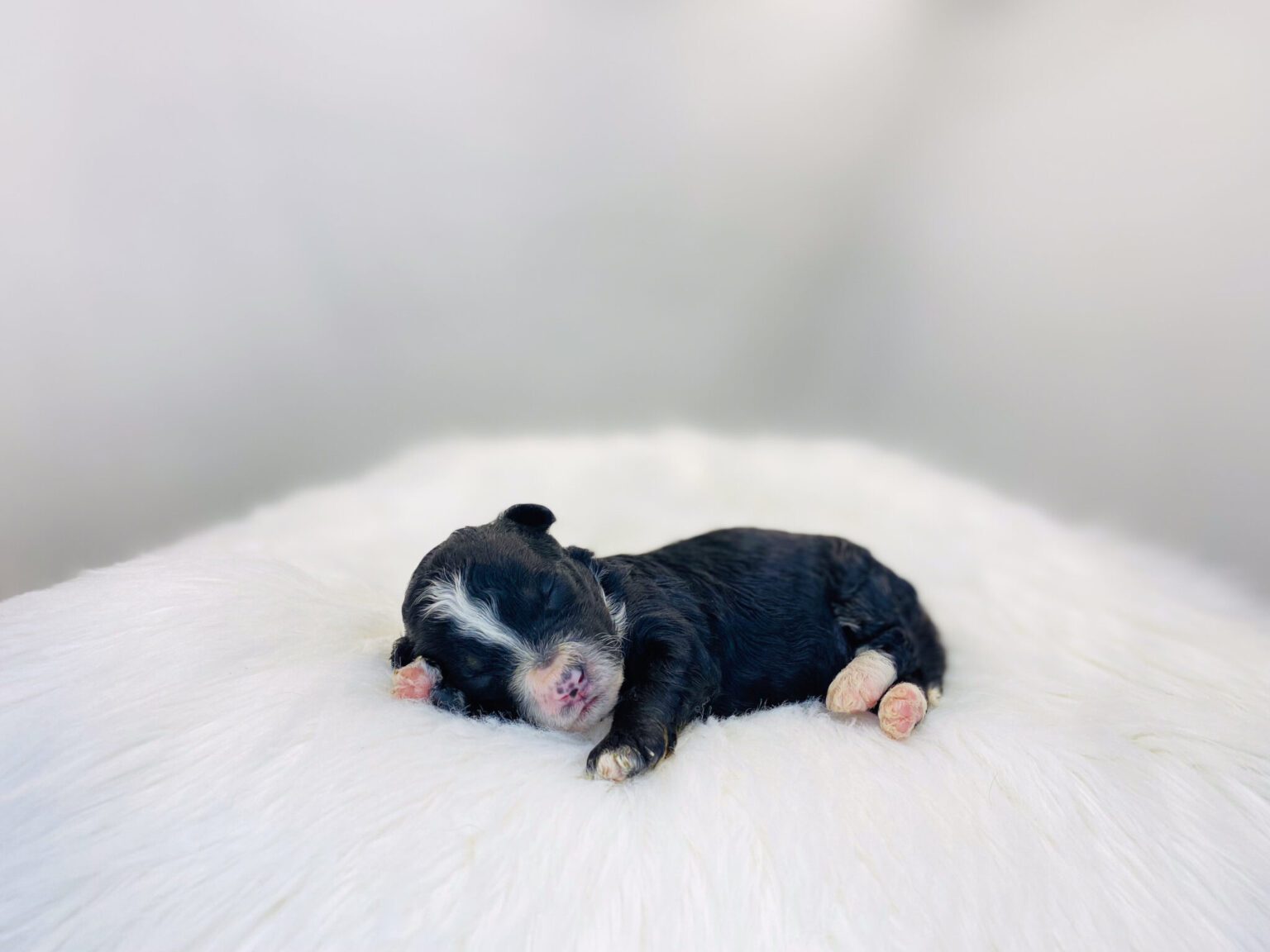 I am just a tiny baby and would love to join your family soon! Of course, you can’t see how cute and curly I will be when I get older, so the Dog Club will send updated photos when I am about 6 to 7 weeks old, if you choose to adopt me. Infant puppy deposits are refundable or transferrable.
