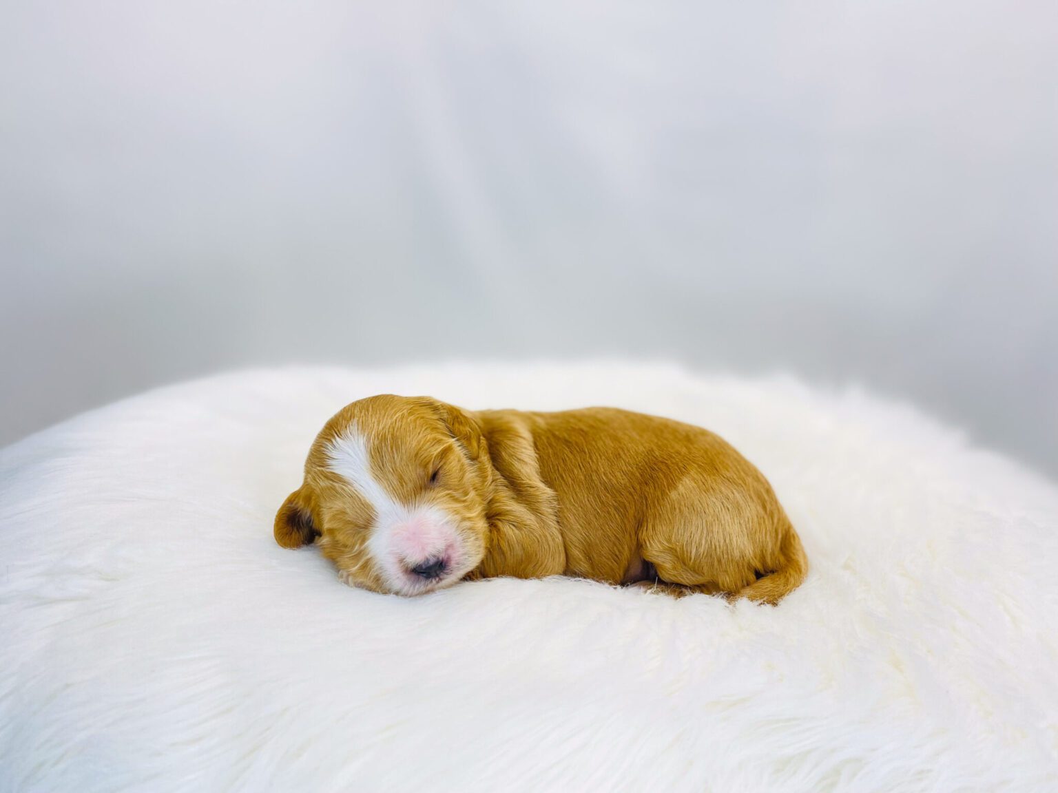 I am just a tiny baby and would love to join your family soon! Of course, you can’t see how cute and curly I will be when I get older, so the Dog Club will send updated photos when I am about 6 to 7 weeks old, if you choose to adopt me. Infant puppy deposits are refundable or transferrable.