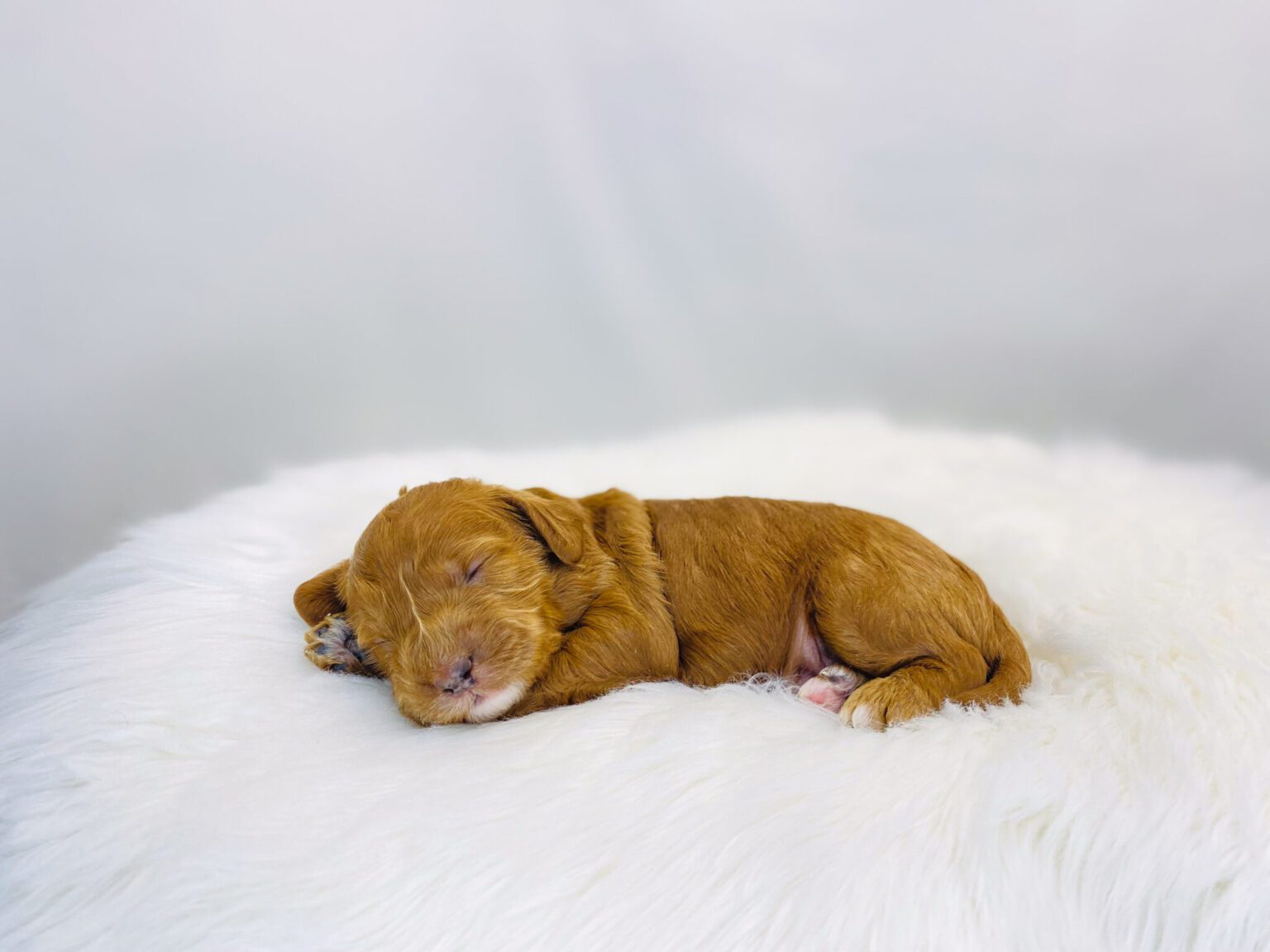 I am just a tiny baby and would love to join your family soon! Of course, you can’t see how cute and curly I will be when I get older, so the Dog Club will send updated photos when I am about 6 to 7 weeks old, if you choose to adopt me. Infant puppy deposits are refundable or transferrable.