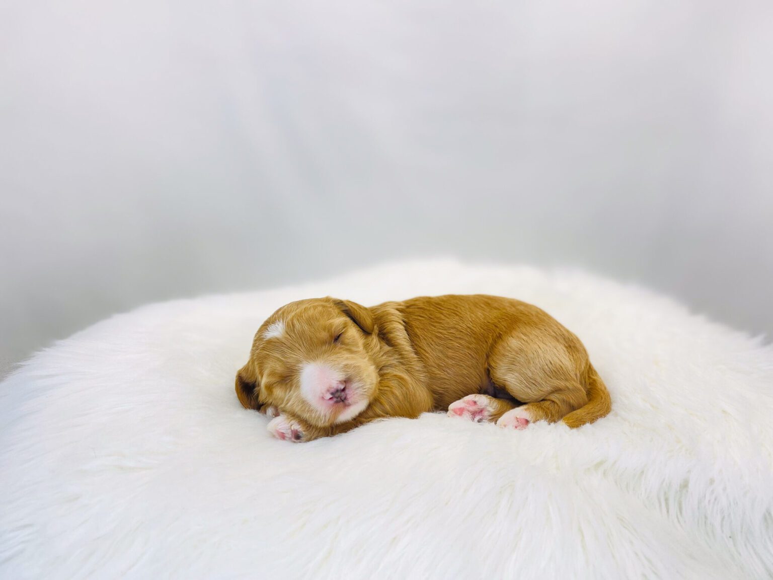 I am just a tiny baby and would love to join your family soon! Of course, you can’t see how cute and curly I will be when I get older, so the Dog Club will send updated photos when I am about 6 to 7 weeks old, if you choose to adopt me. Infant puppy deposits are refundable or transferrable.