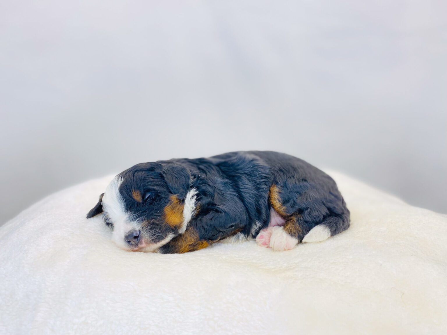 I am just a tiny baby and would love to join your family soon! Of course, you can’t see how cute and curly I will be when I get older, so the Dog Club will send updated photos when I am about 6 to 7 weeks old, if you choose to adopt me. Infant puppy deposits are refundable or transferrable.