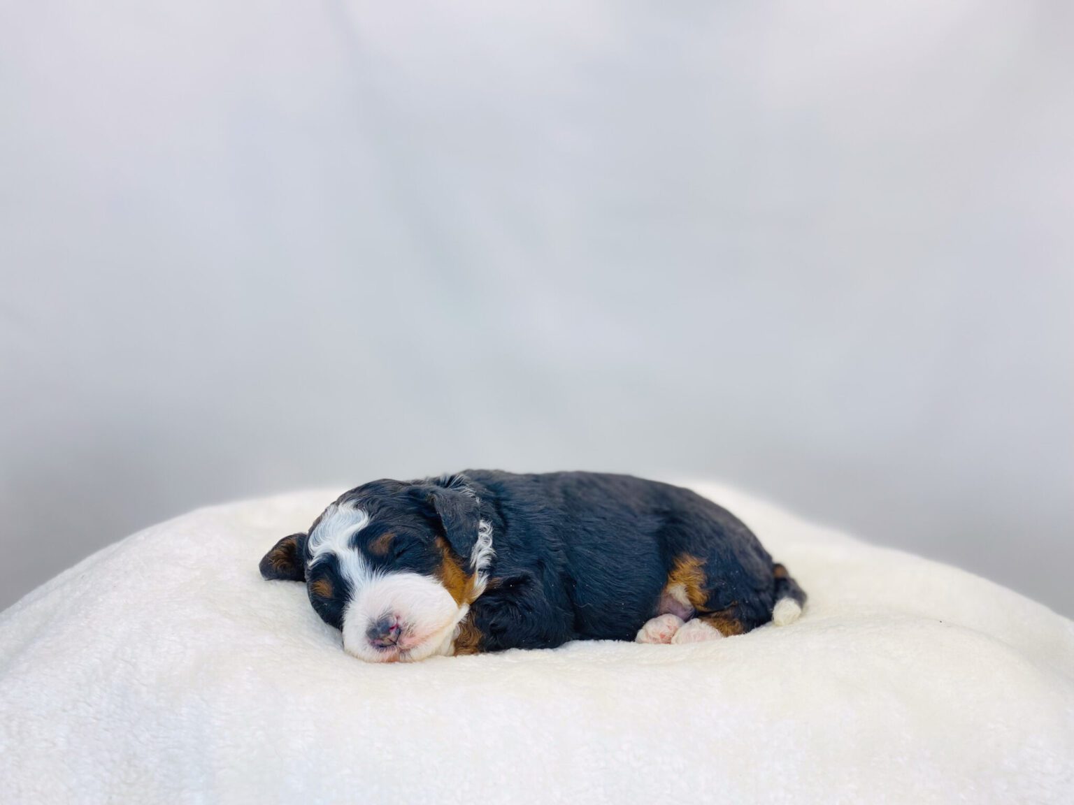 I am just a tiny baby and would love to join your family soon! Of course, you can’t see how cute and curly I will be when I get older, so the Dog Club will send updated photos when I am about 6 to 7 weeks old, if you choose to adopt me. Infant puppy deposits are refundable or transferrable.