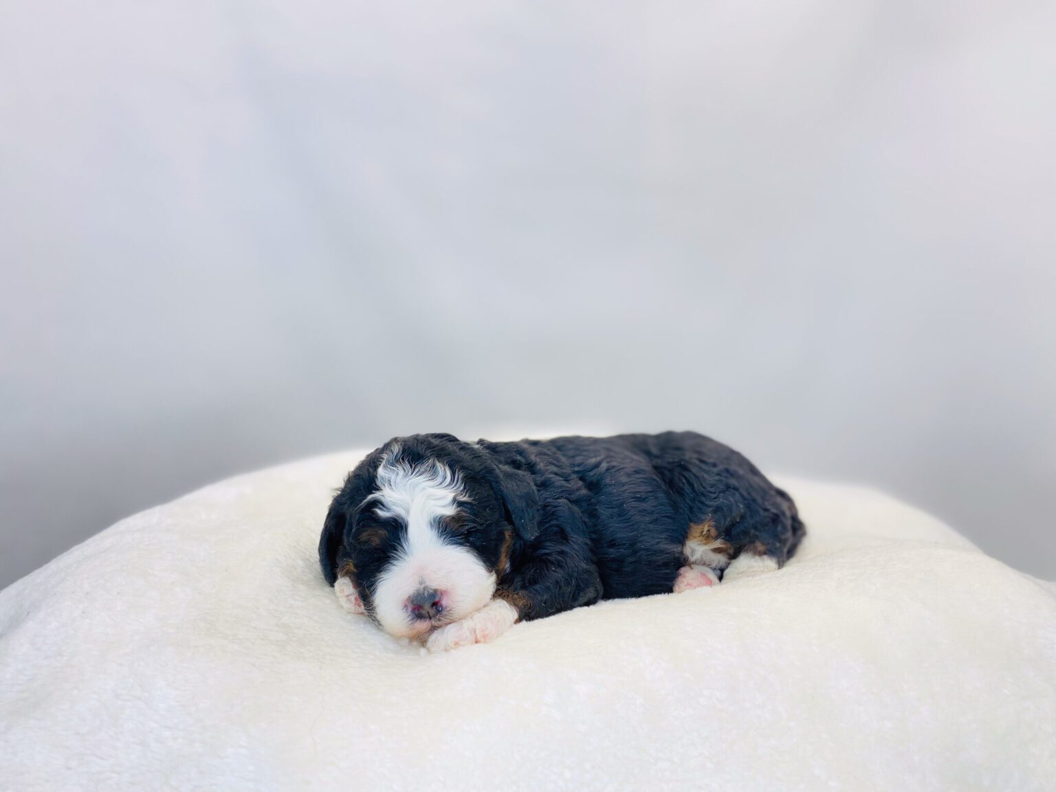 I am just a tiny baby and would love to join your family soon! Of course, you can’t see how cute and curly I will be when I get older, so the Dog Club will send updated photos when I am about 6 to 7 weeks old, if you choose to adopt me. Infant puppy deposits are refundable or transferrable.