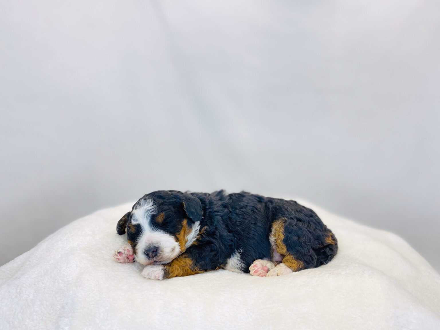 I am just a tiny baby and would love to join your family soon! Of course, you can’t see how cute and curly I will be when I get older, so the Dog Club will send updated photos when I am about 6 to 7 weeks old, if you choose to adopt me. Infant puppy deposits are refundable or transferrable.
