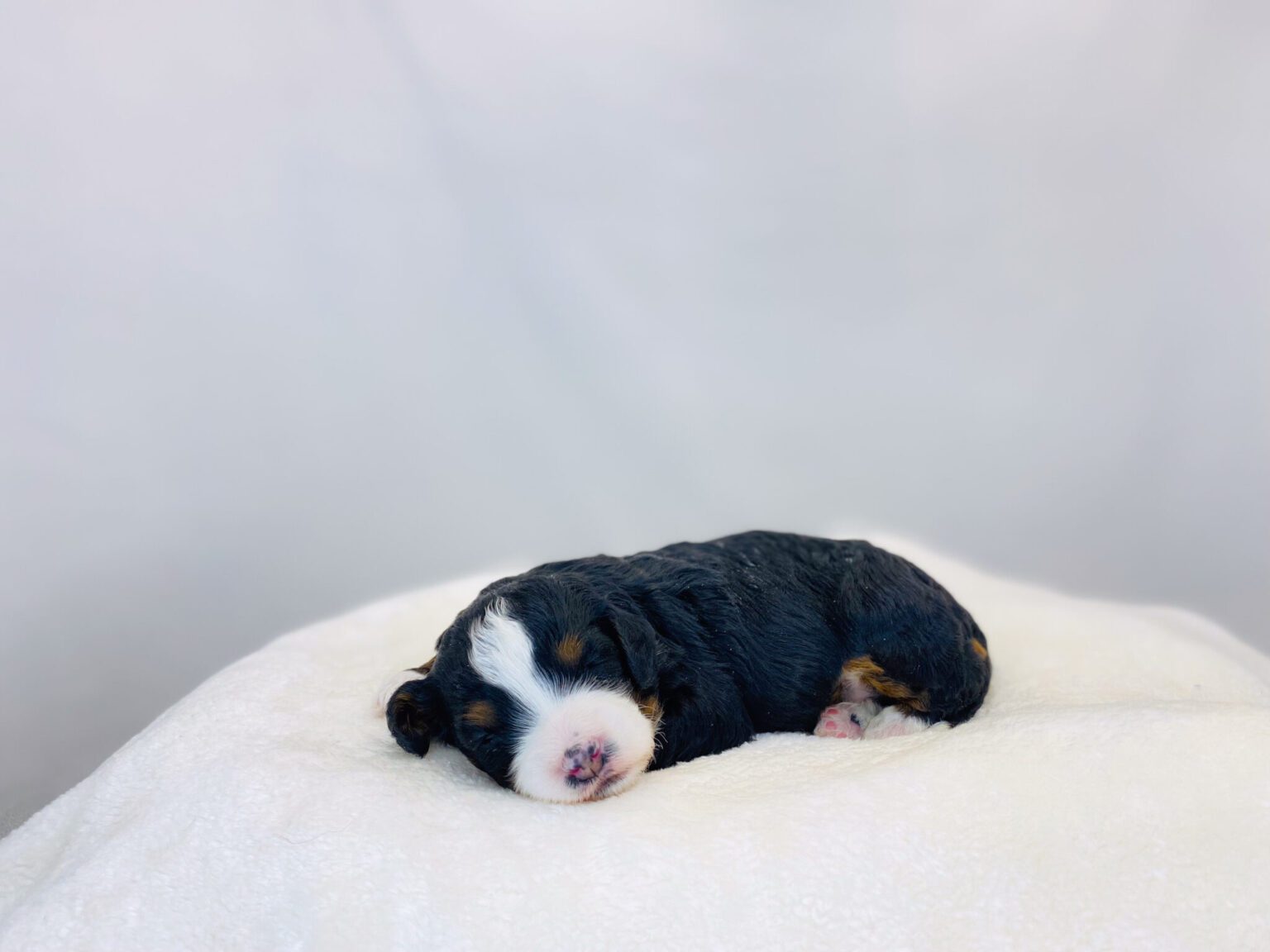 I am just a tiny baby and would love to join your family soon! Of course, you can’t see how cute and curly I will be when I get older, so the Dog Club will send updated photos when I am about 6 to 7 weeks old, if you choose to adopt me. Infant puppy deposits are refundable or transferrable.