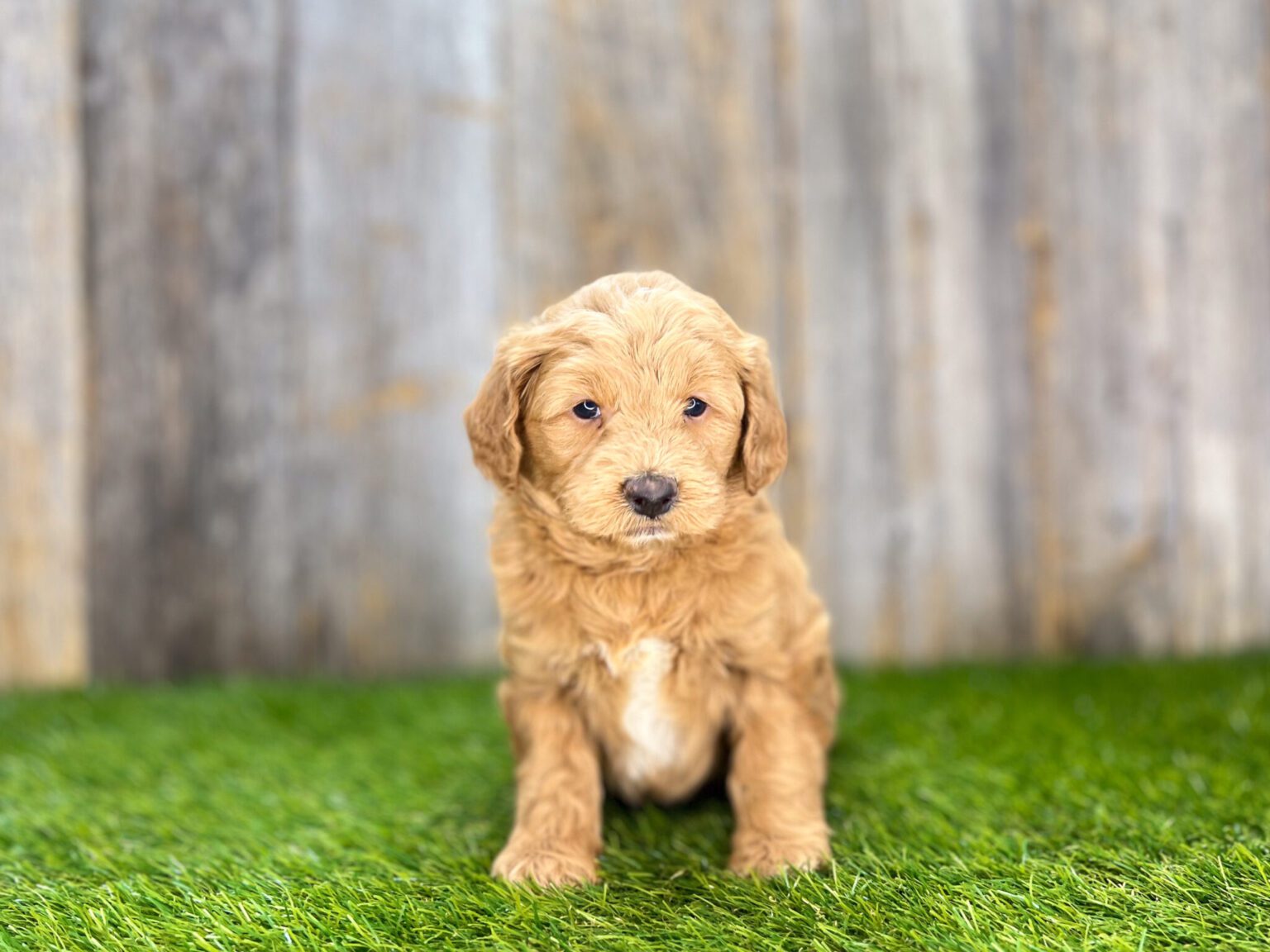 I am just a tiny baby and would love to join your family soon! Of course, you can’t see how cute and curly I will be when I get older, so the Dog Club will send updated photos when I am about 6 to 7 weeks old, if you choose to adopt me. Infant puppy deposits are refundable or transferrable.