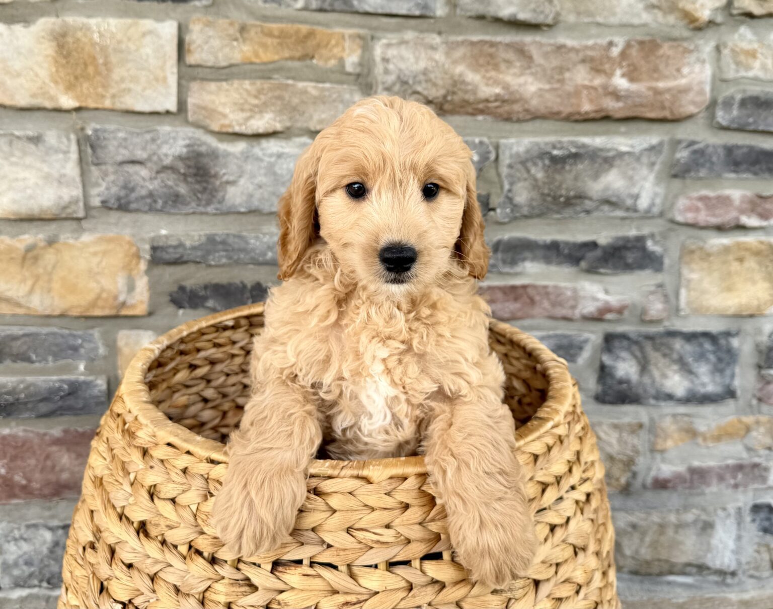 I am just a tiny baby and would love to join your family soon! Of course, you can’t see how cute and curly I will be when I get older, so the Dog Club will send updated photos when I am about 6 to 7 weeks old, if you choose to adopt me. Infant puppy deposits are refundable or transferrable.