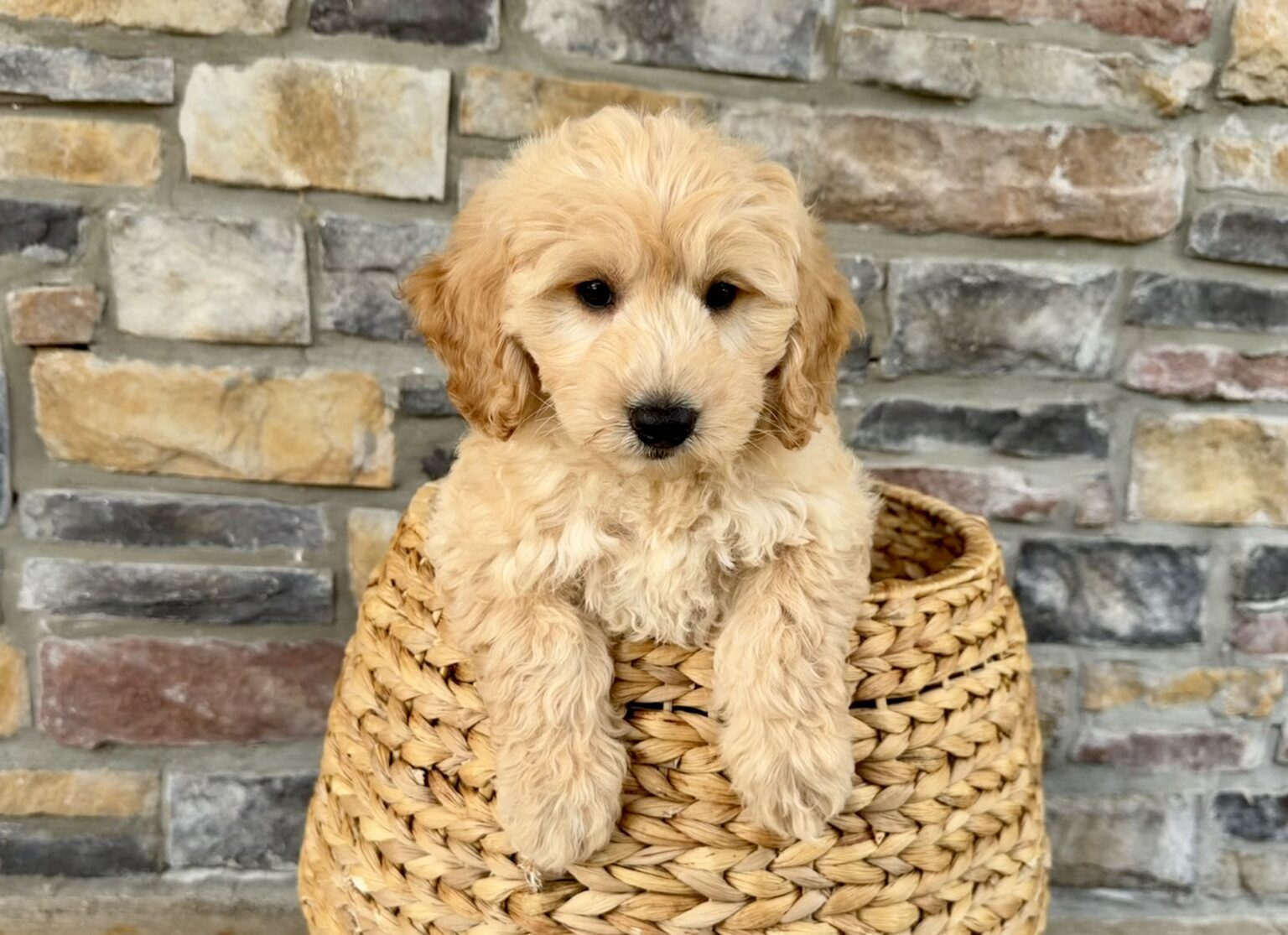 I am just a tiny baby and would love to join your family soon! Of course, you can’t see how cute and curly I will be when I get older, so the Dog Club will send updated photos when I am about 6 to 7 weeks old, if you choose to adopt me. Infant puppy deposits are refundable or transferrable.