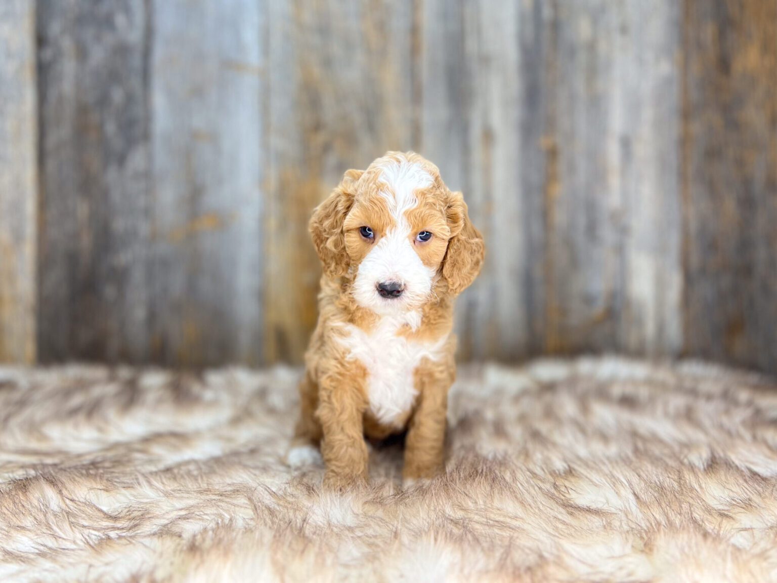 I am just a tiny baby and would love to join your family soon! Of course, you can’t see how cute and curly I will be when I get older, so the Dog Club will send updated photos when I am about 6 to 7 weeks old, if you choose to adopt me. Infant puppy deposits are refundable or transferrable.