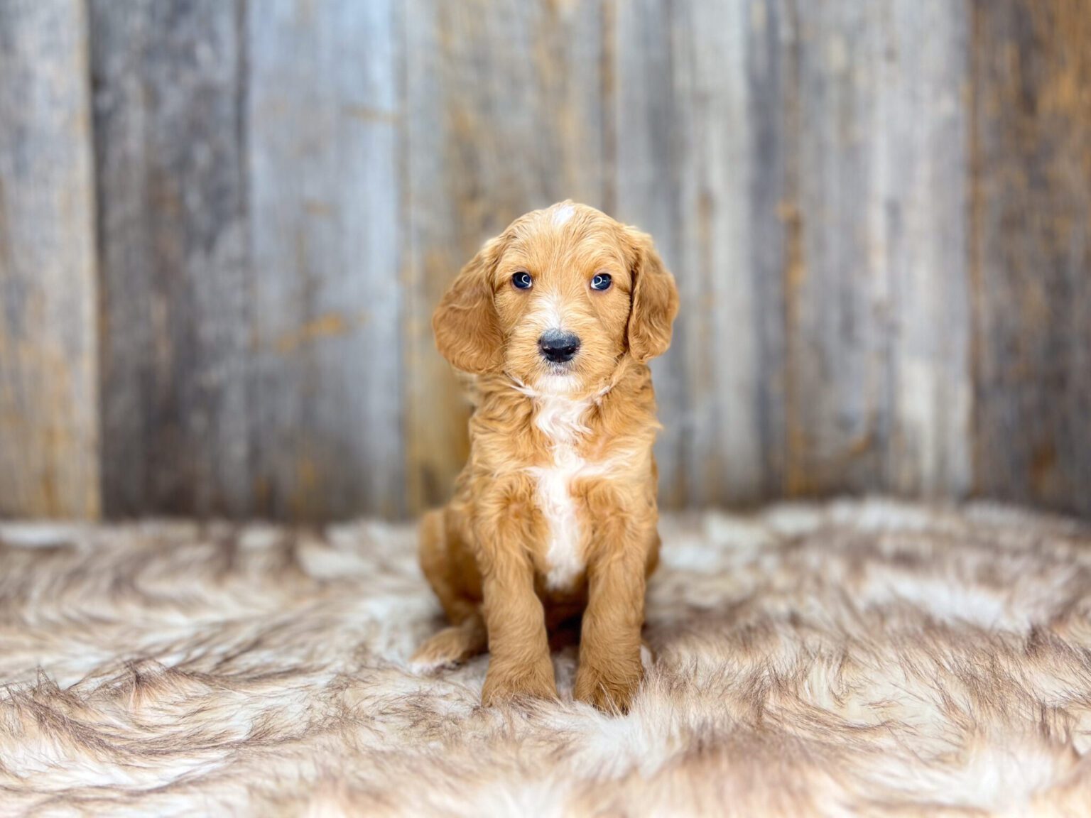 I am just a tiny baby and would love to join your family soon! Of course, you can’t see how cute and curly I will be when I get older, so the Dog Club will send updated photos when I am about 6 to 7 weeks old, if you choose to adopt me. Infant puppy deposits are refundable or transferrable.