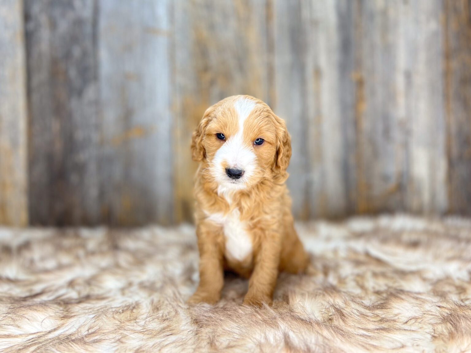 I am just a tiny baby and would love to join your family soon! Of course, you can’t see how cute and curly I will be when I get older, so the Dog Club will send updated photos when I am about 6 to 7 weeks old, if you choose to adopt me. Infant puppy deposits are refundable or transferrable.