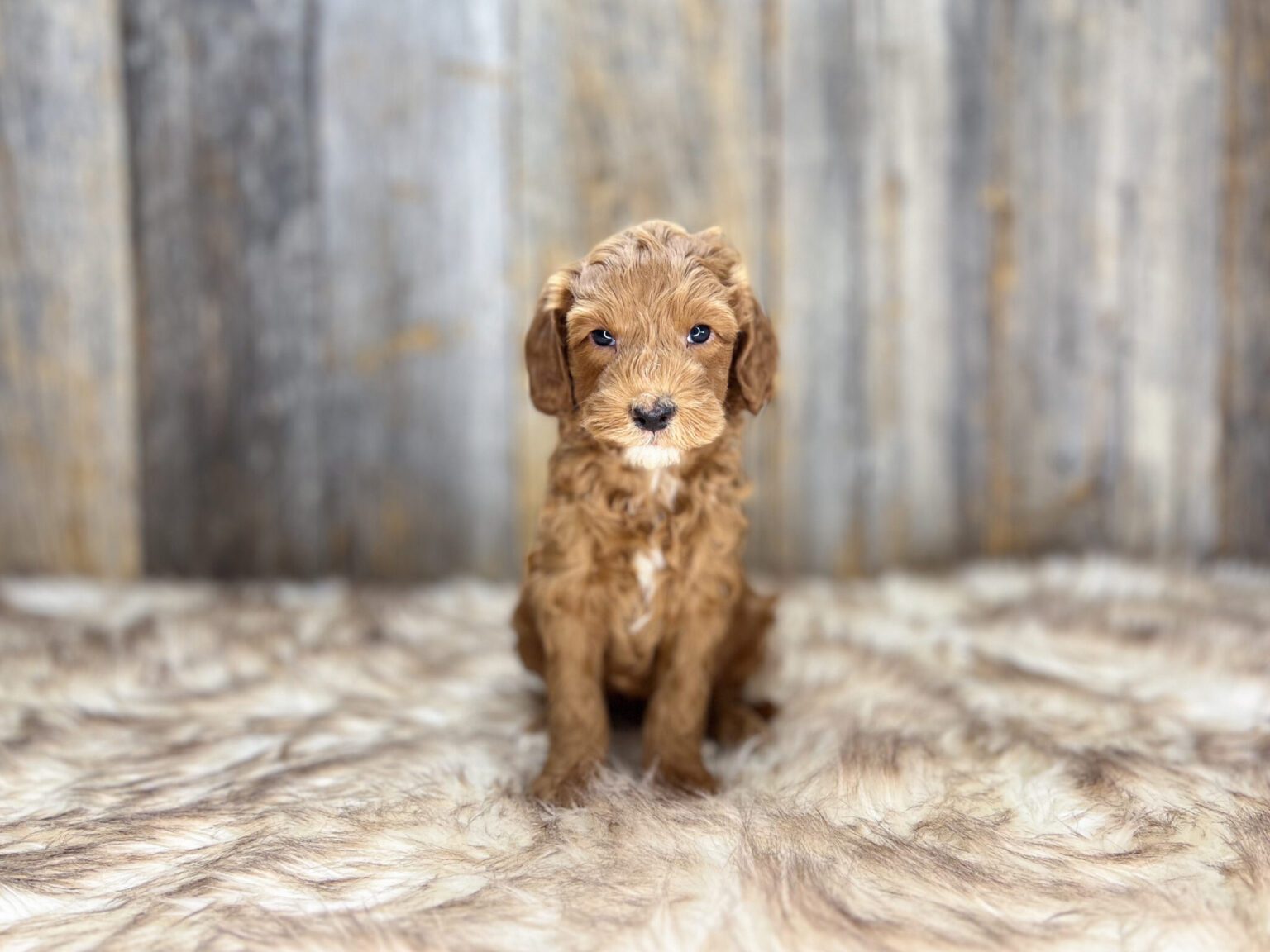 I am just a tiny baby and would love to join your family soon! Of course, you can’t see how cute and curly I will be when I get older, so the Dog Club will send updated photos when I am about 6 to 7 weeks old, if you choose to adopt me. Infant puppy deposits are refundable or transferrable.
