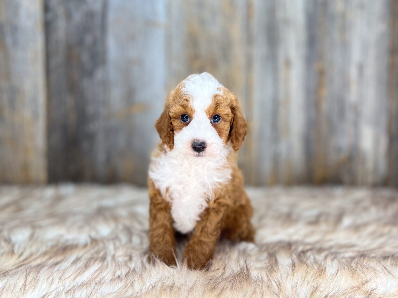 I am just a tiny baby and would love to join your family soon! Of course, you can’t see how cute and curly I will be when I get older, so the Dog Club will send updated photos when I am about 6 to 7 weeks old, if you choose to adopt me. Infant puppy deposits are refundable or transferrable.