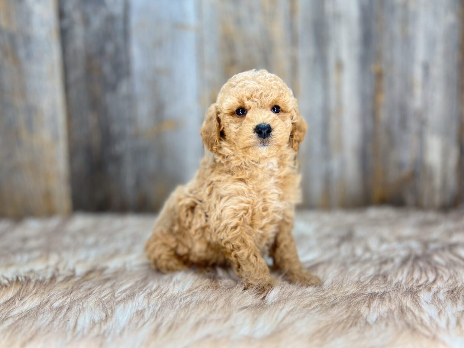 I am just a tiny baby and would love to join your family soon! Of course, you can’t see how cute and curly I will be when I get older, so the Dog Club will send updated photos when I am about 6 to 7 weeks old, if you choose to adopt me. Infant puppy deposits are refundable or transferrable.