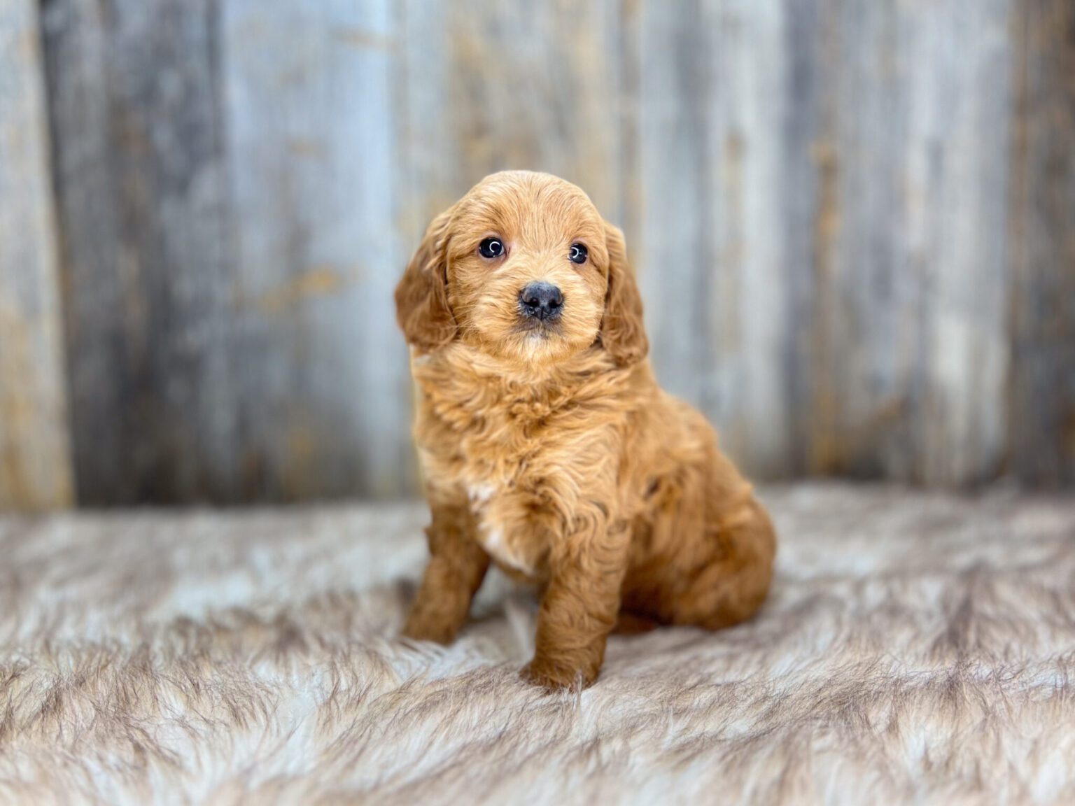 I am just a tiny baby and would love to join your family soon! Of course, you can’t see how cute and curly I will be when I get older, so the Dog Club will send updated photos when I am about 6 to 7 weeks old, if you choose to adopt me. Infant puppy deposits are refundable or transferrable.