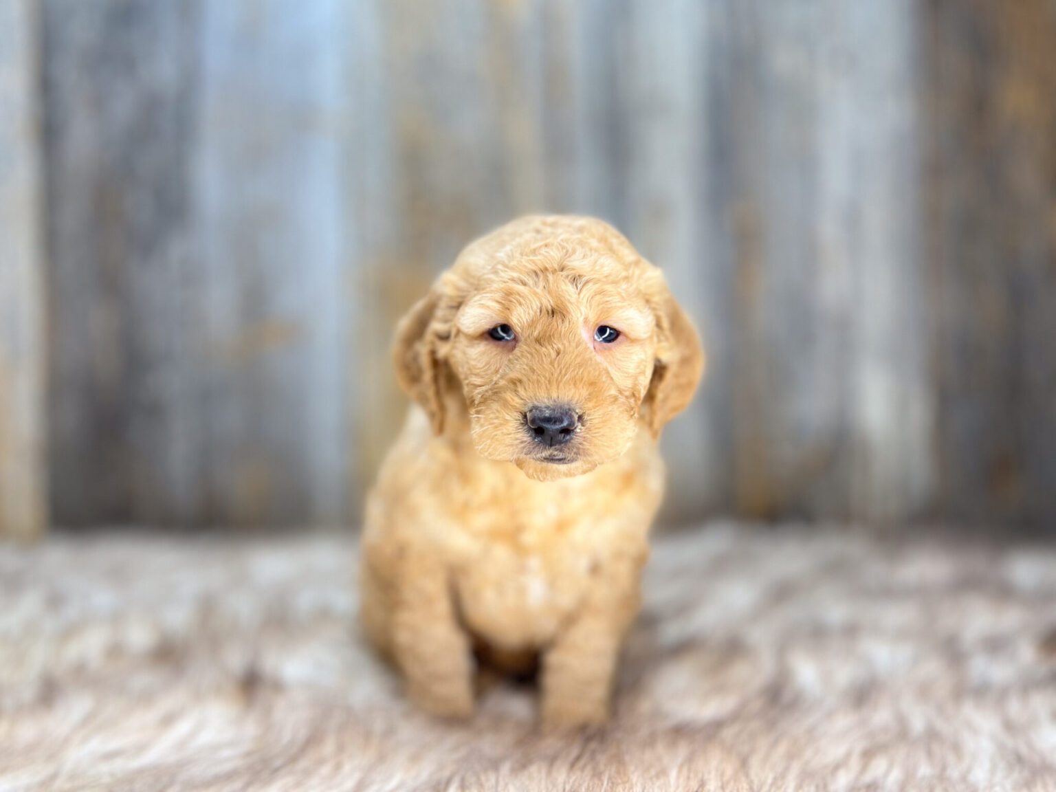 I am just a tiny baby and would love to join your family soon! Of course, you can’t see how cute and curly I will be when I get older, so the Dog Club will send updated photos when I am about 6 to 7 weeks old, if you choose to adopt me. Infant puppy deposits are refundable or transferrable.