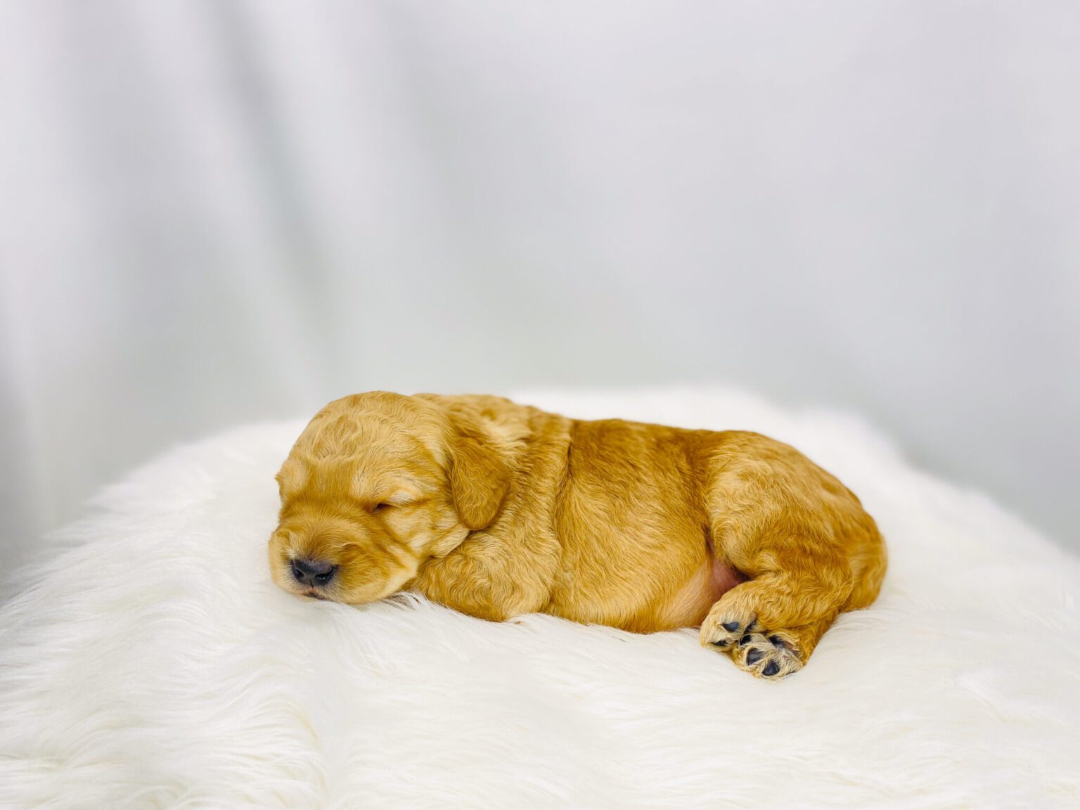 I am just a tiny baby and would love to join your family soon! Of course, you can’t see how cute and curly I will be when I get older, so the Dog Club will send updated photos when I am about 6 to 7 weeks old, if you choose to adopt me. Infant puppy deposits are refundable or transferrable.