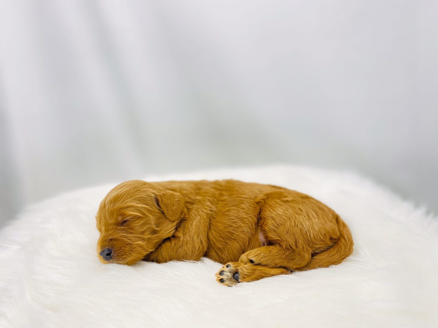 I am just a tiny baby and would love to join your family soon! Of course, you can’t see how cute and curly I will be when I get older, so the Dog Club will send updated photos when I am about 6 to 7 weeks old, if you choose to adopt me. Infant puppy deposits are refundable or transferrable.