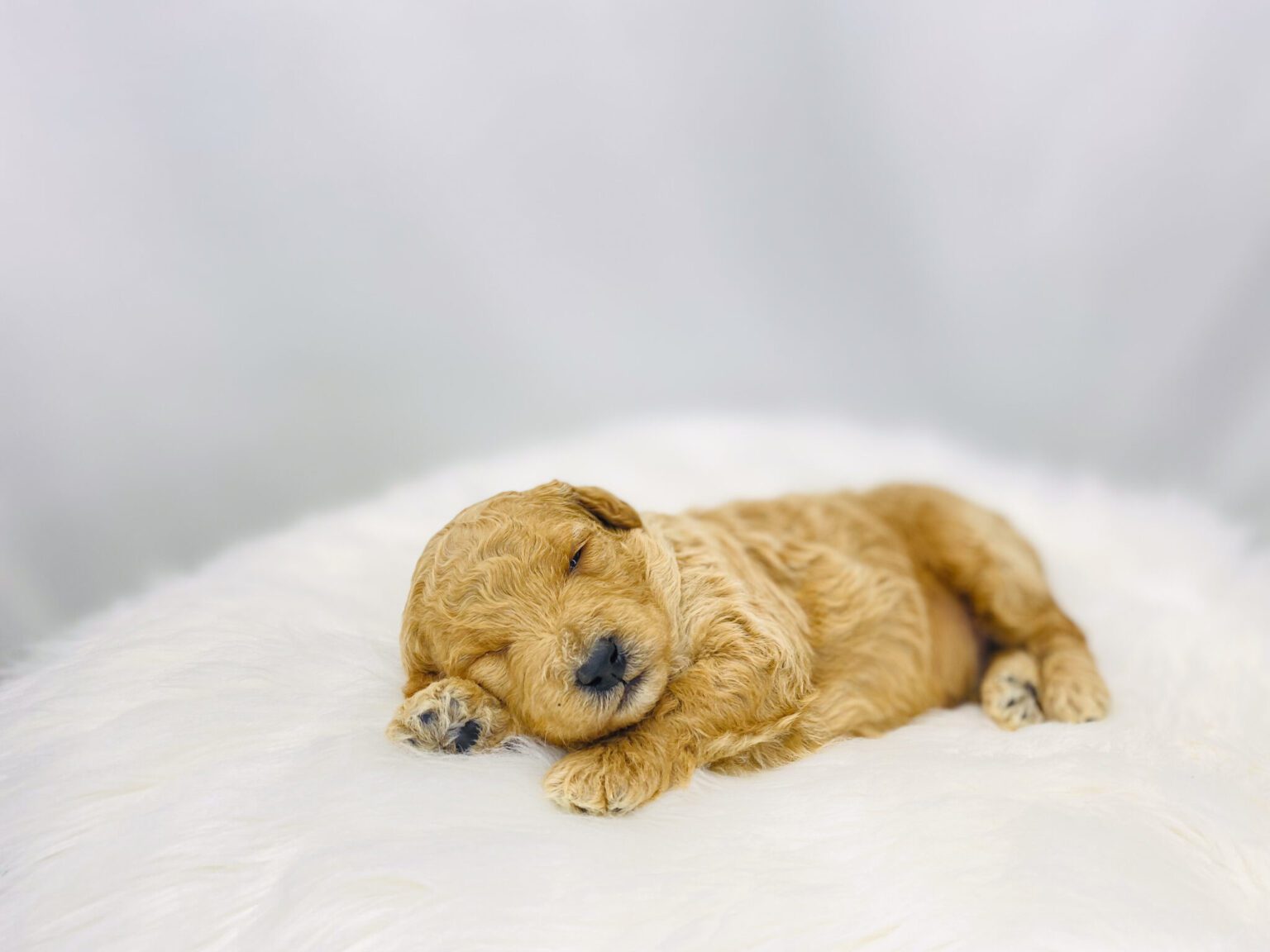 I am just a tiny baby and would love to join your family soon! Of course, you can’t see how cute and curly I will be when I get older, so the Dog Club will send updated photos when I am about 6 to 7 weeks old, if you choose to adopt me. Infant puppy deposits are refundable or transferrable.