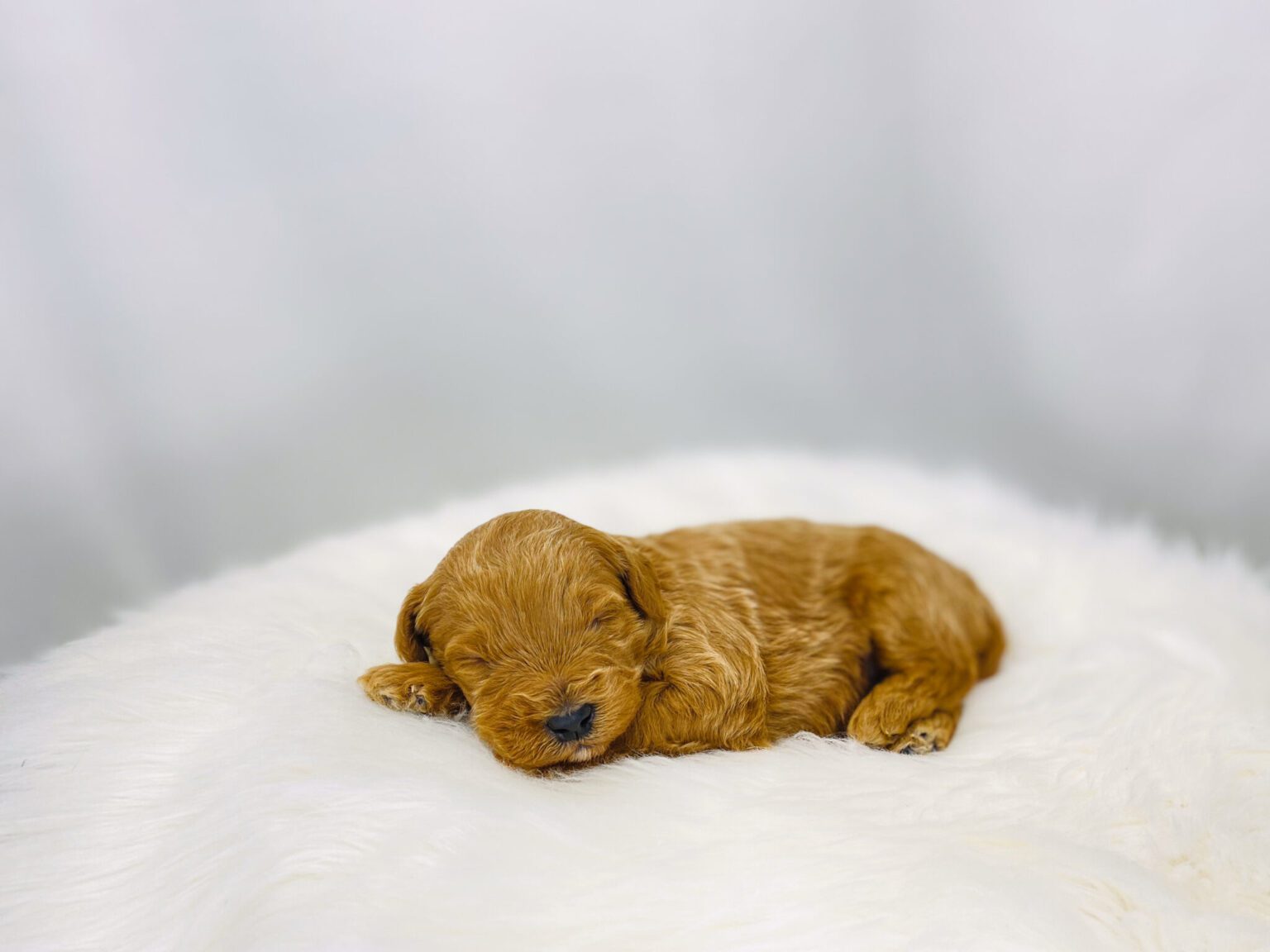 I am just a tiny baby and would love to join your family soon! Of course, you can’t see how cute and curly I will be when I get older, so the Dog Club will send updated photos when I am about 6 to 7 weeks old, if you choose to adopt me. Infant puppy deposits are refundable or transferrable.