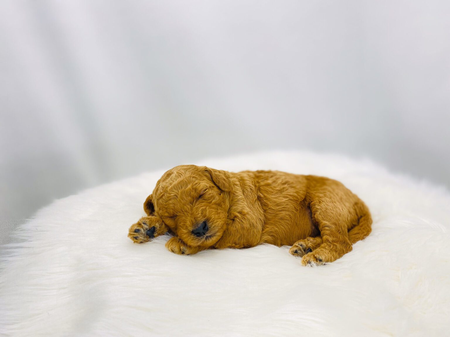 I am just a tiny baby and would love to join your family soon! Of course, you can’t see how cute and curly I will be when I get older, so the Dog Club will send updated photos when I am about 6 to 7 weeks old, if you choose to adopt me. Infant puppy deposits are refundable or transferrable.
