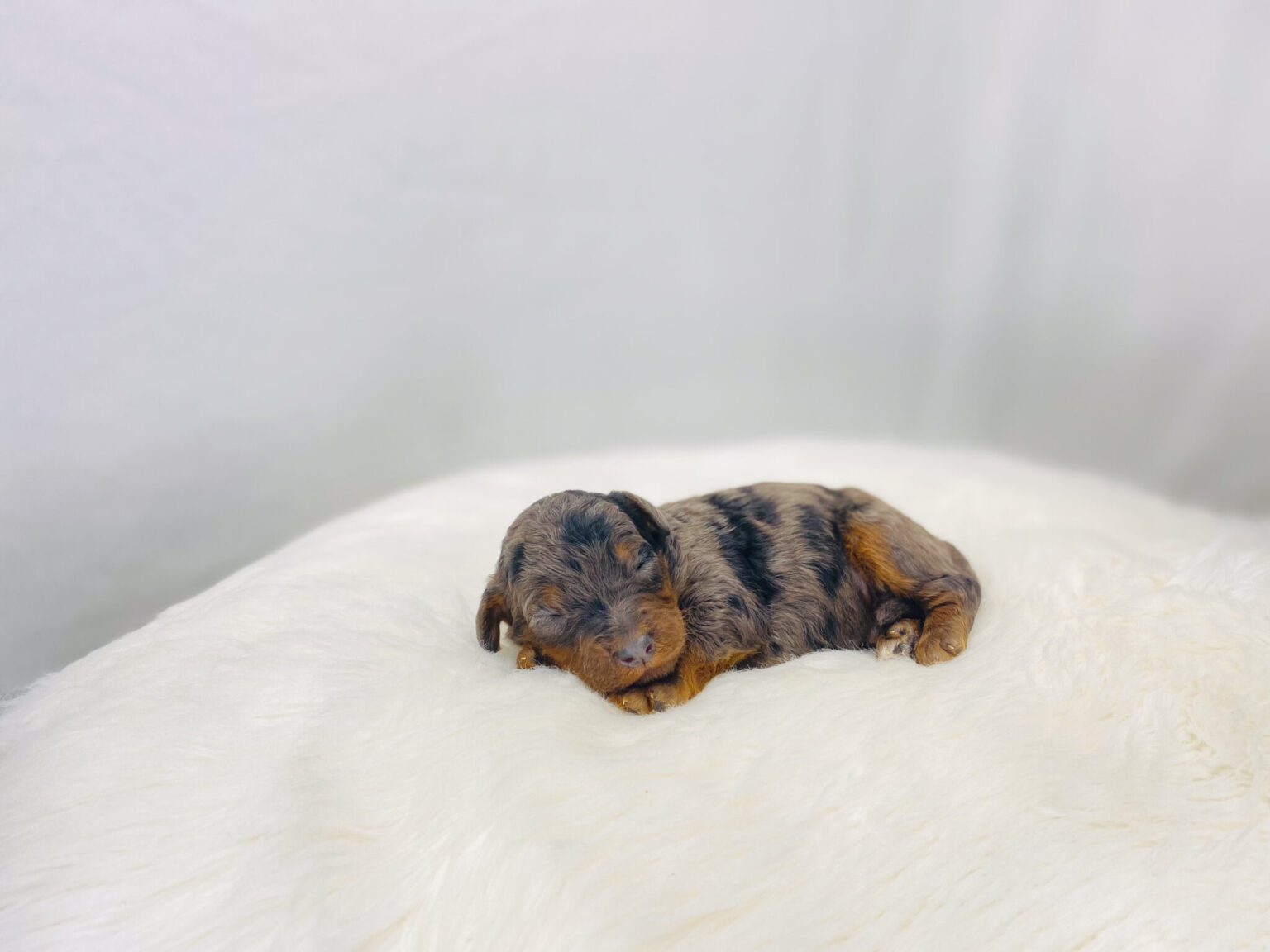 I am just a tiny baby and would love to join your family soon! Of course, you can’t see how cute and curly I will be when I get older, so the Dog Club will send updated photos when I am about 6 to 7 weeks old, if you choose to adopt me. Infant puppy deposits are refundable or transferrable.