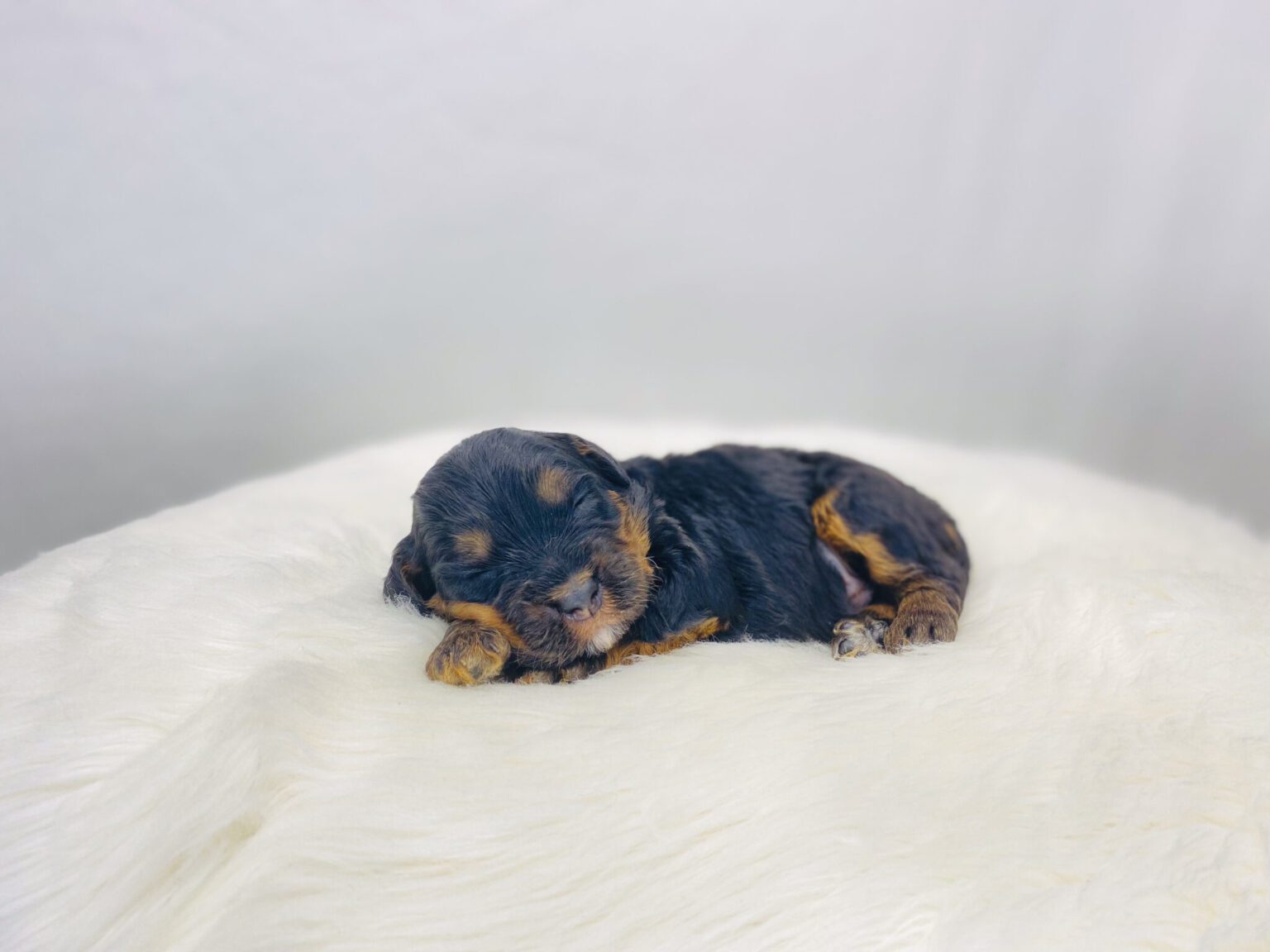 I am just a tiny baby and would love to join your family soon! Of course, you can’t see how cute and curly I will be when I get older, so the Dog Club will send updated photos when I am about 6 to 7 weeks old, if you choose to adopt me. Infant puppy deposits are refundable or transferrable.