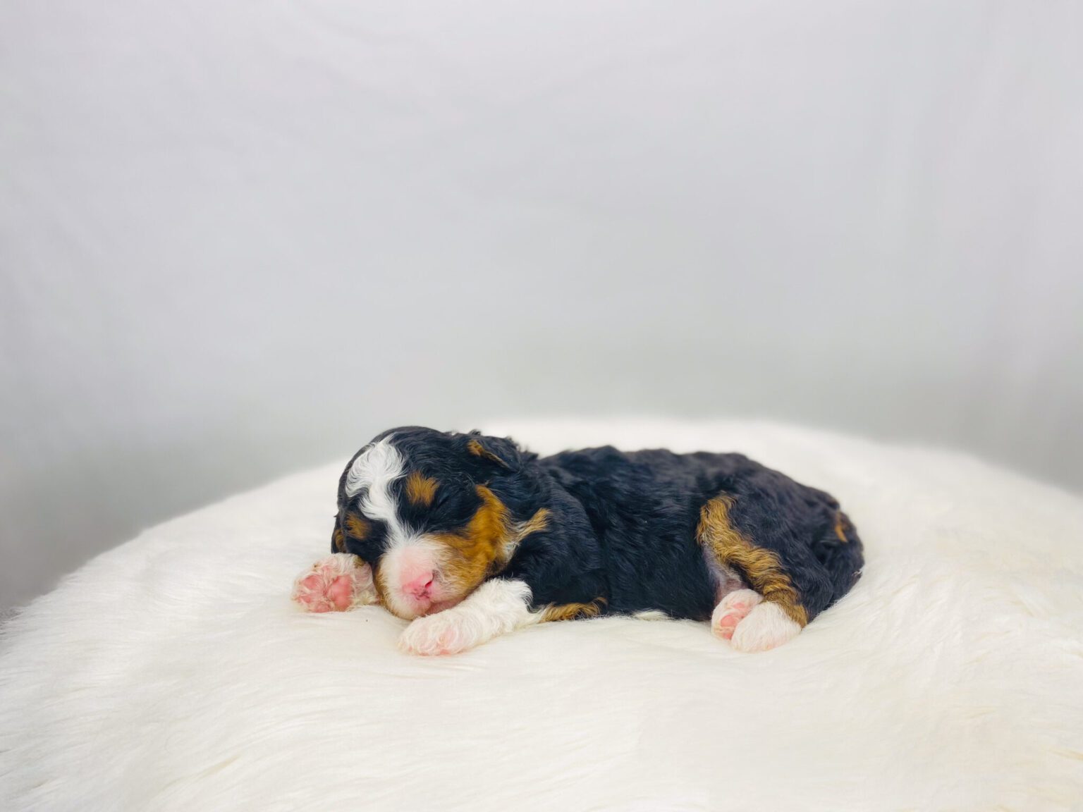 I am just a tiny baby and would love to join your family soon! Of course, you can’t see how cute and curly I will be when I get older, so the Dog Club will send updated photos when I am about 6 to 7 weeks old, if you choose to adopt me. Infant puppy deposits are refundable or transferrable.