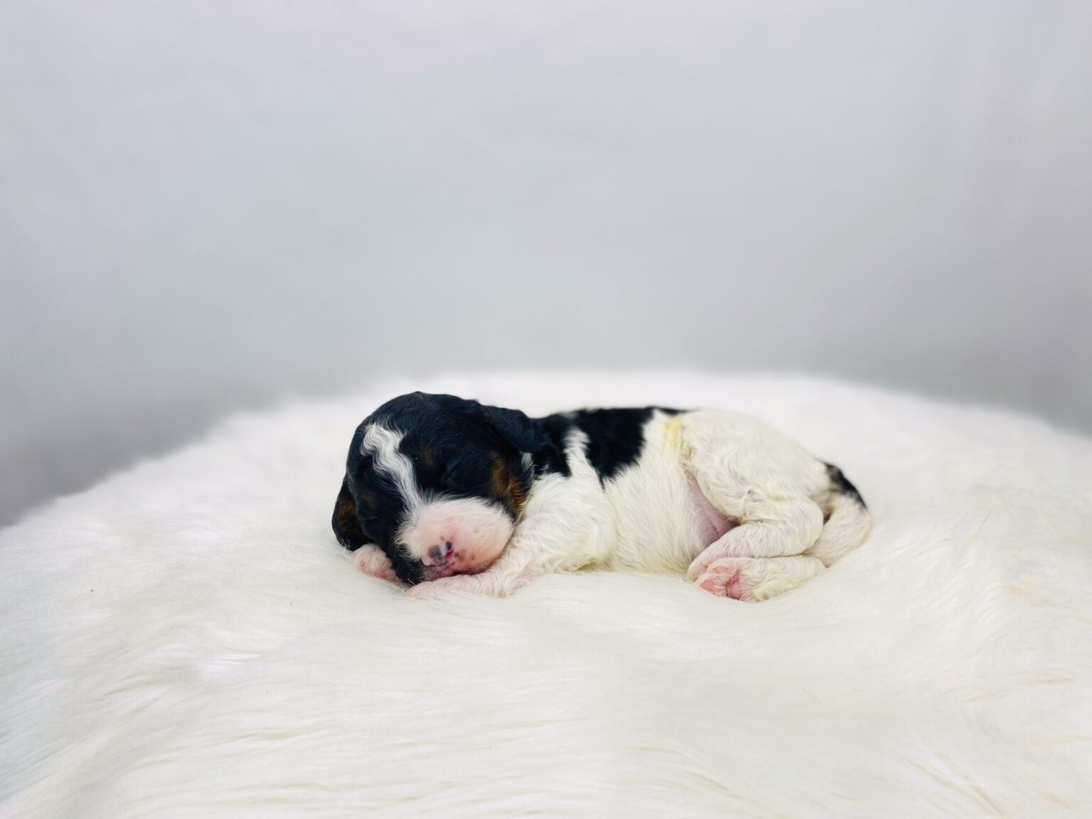 I am just a tiny baby and would love to join your family soon! Of course, you can’t see how cute and curly I will be when I get older, so the Dog Club will send updated photos when I am about 6 to 7 weeks old, if you choose to adopt me. Infant puppy deposits are refundable or transferrable.