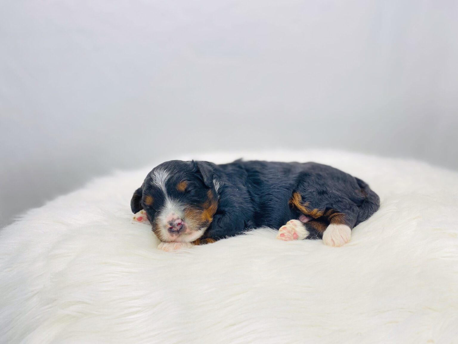 I am just a tiny baby and would love to join your family soon! Of course, you can’t see how cute and curly I will be when I get older, so the Dog Club will send updated photos when I am about 6 to 7 weeks old, if you choose to adopt me. Infant puppy deposits are refundable or transferrable.