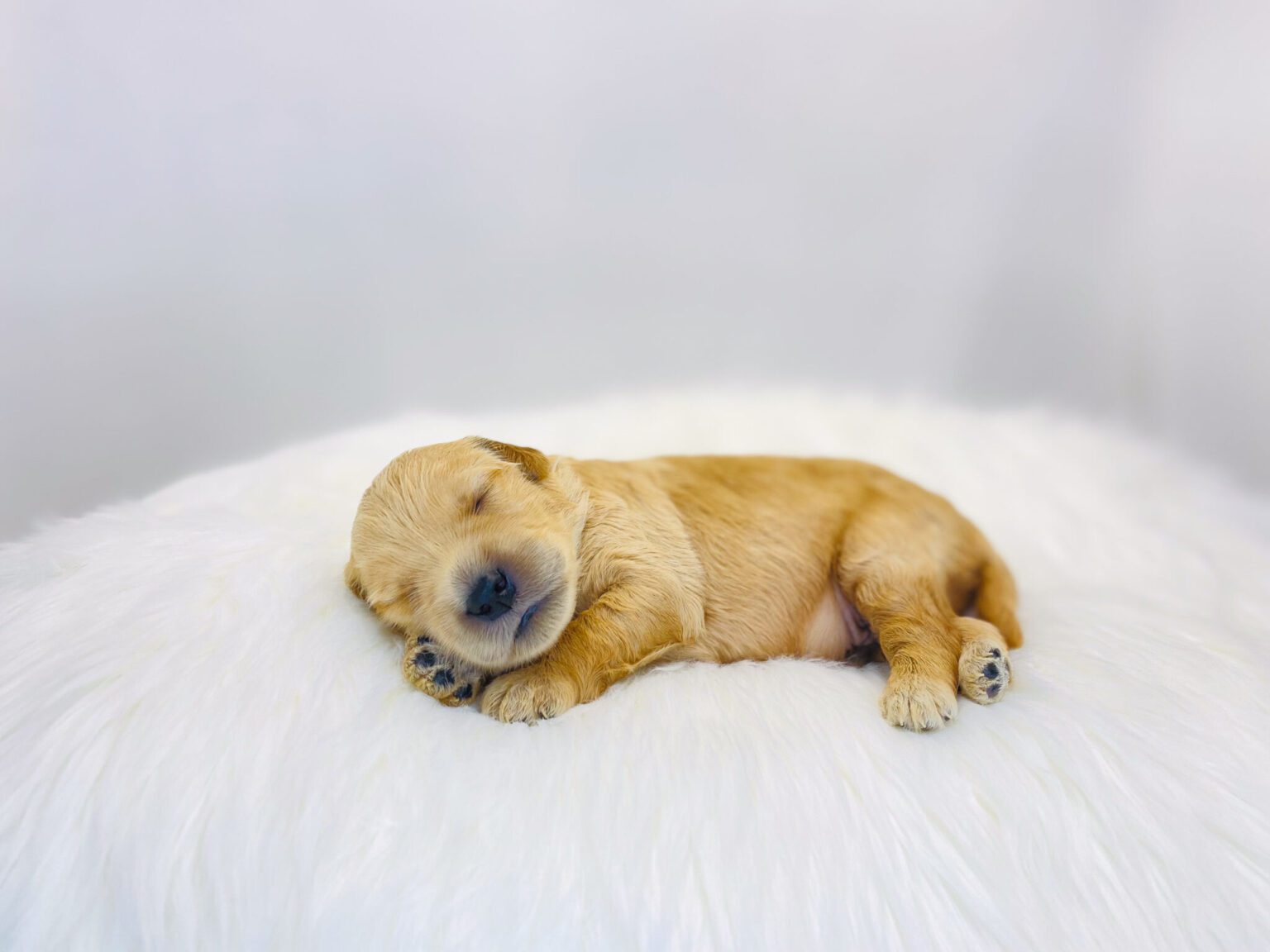 I am just a tiny baby and would love to join your family soon! Of course, you can’t see how cute and curly I will be when I get older, so the Dog Club will send updated photos when I am about 6 to 7 weeks old, if you choose to adopt me. Infant puppy deposits are refundable or transferrable.