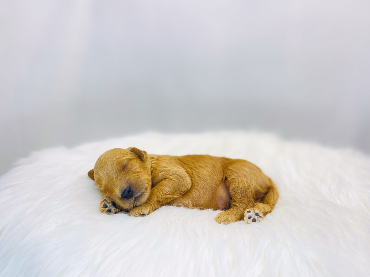 I am just a tiny baby and would love to join your family soon! Of course, you can’t see how cute and curly I will be when I get older, so the Dog Club will send updated photos when I am about 6 to 7 weeks old, if you choose to adopt me. Infant puppy deposits are refundable or transferrable.