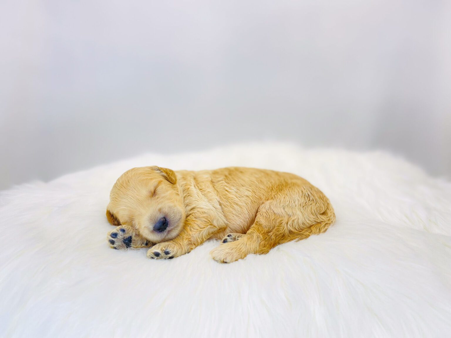 I am just a tiny baby and would love to join your family soon! Of course, you can’t see how cute and curly I will be when I get older, so the Dog Club will send updated photos when I am about 6 to 7 weeks old, if you choose to adopt me. Infant puppy deposits are refundable or transferrable.