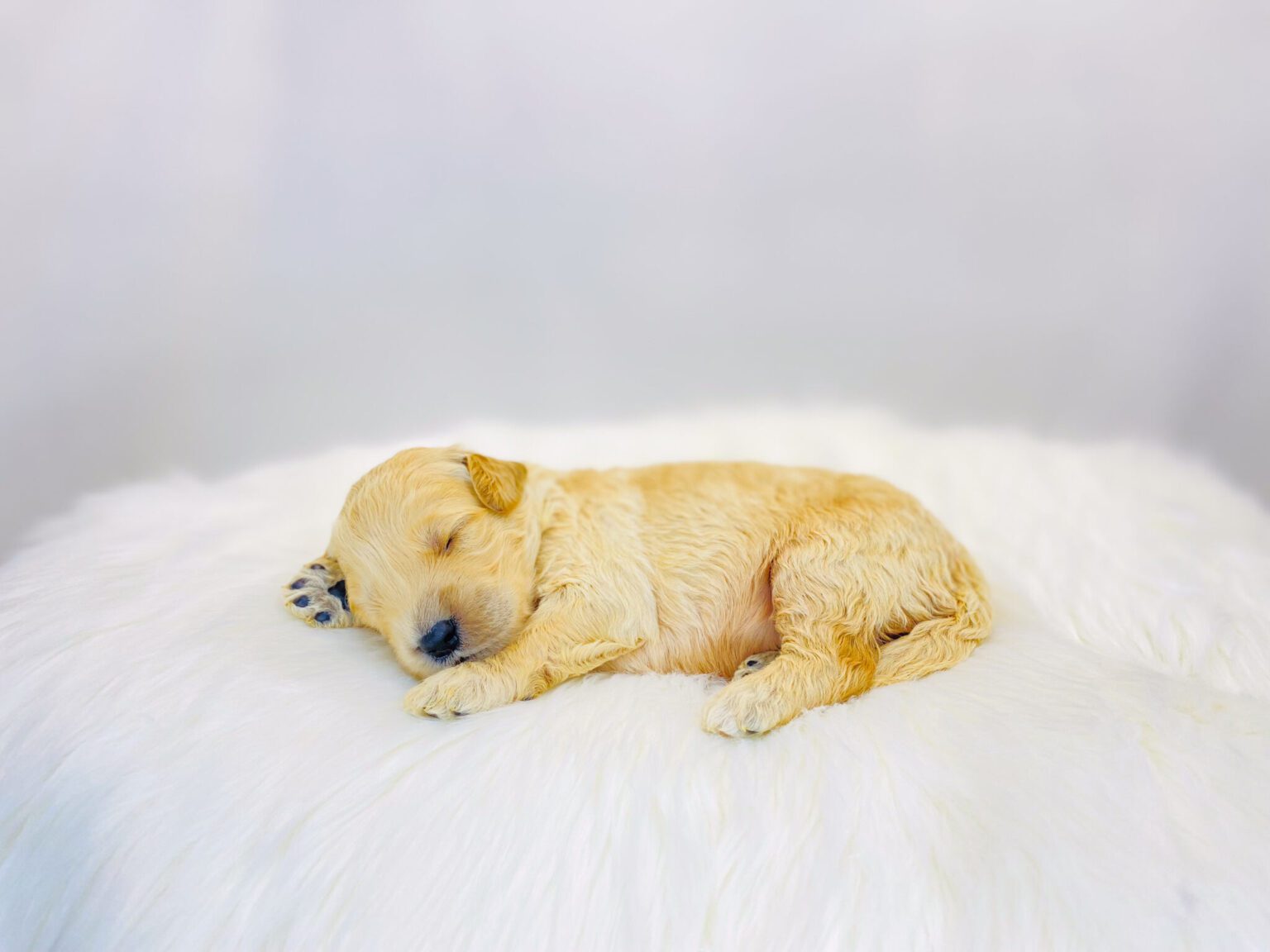 I am just a tiny baby and would love to join your family soon! Of course, you can’t see how cute and curly I will be when I get older, so the Dog Club will send updated photos when I am about 6 to 7 weeks old, if you choose to adopt me. Infant puppy deposits are refundable or transferrable.