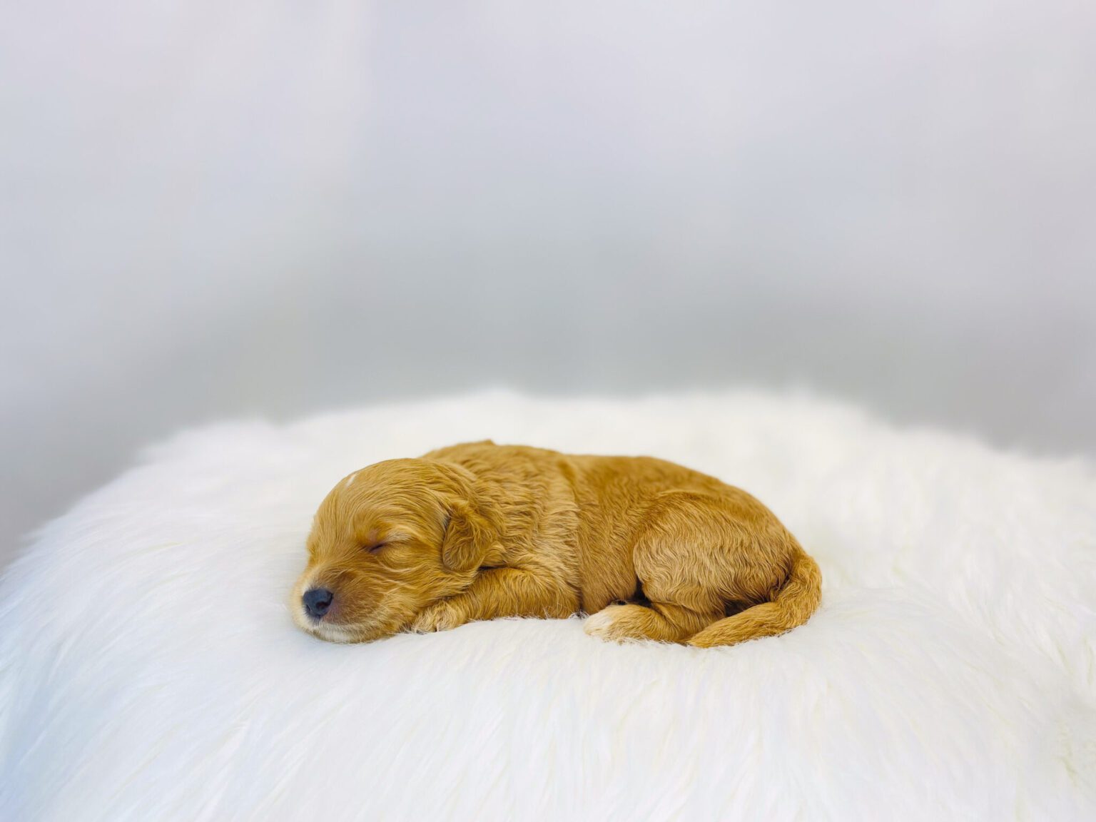 I am just a tiny baby and would love to join your family soon! Of course, you can’t see how cute and curly I will be when I get older, so the Dog Club will send updated photos when I am about 6 to 7 weeks old, if you choose to adopt me. Infant puppy deposits are refundable or transferrable.