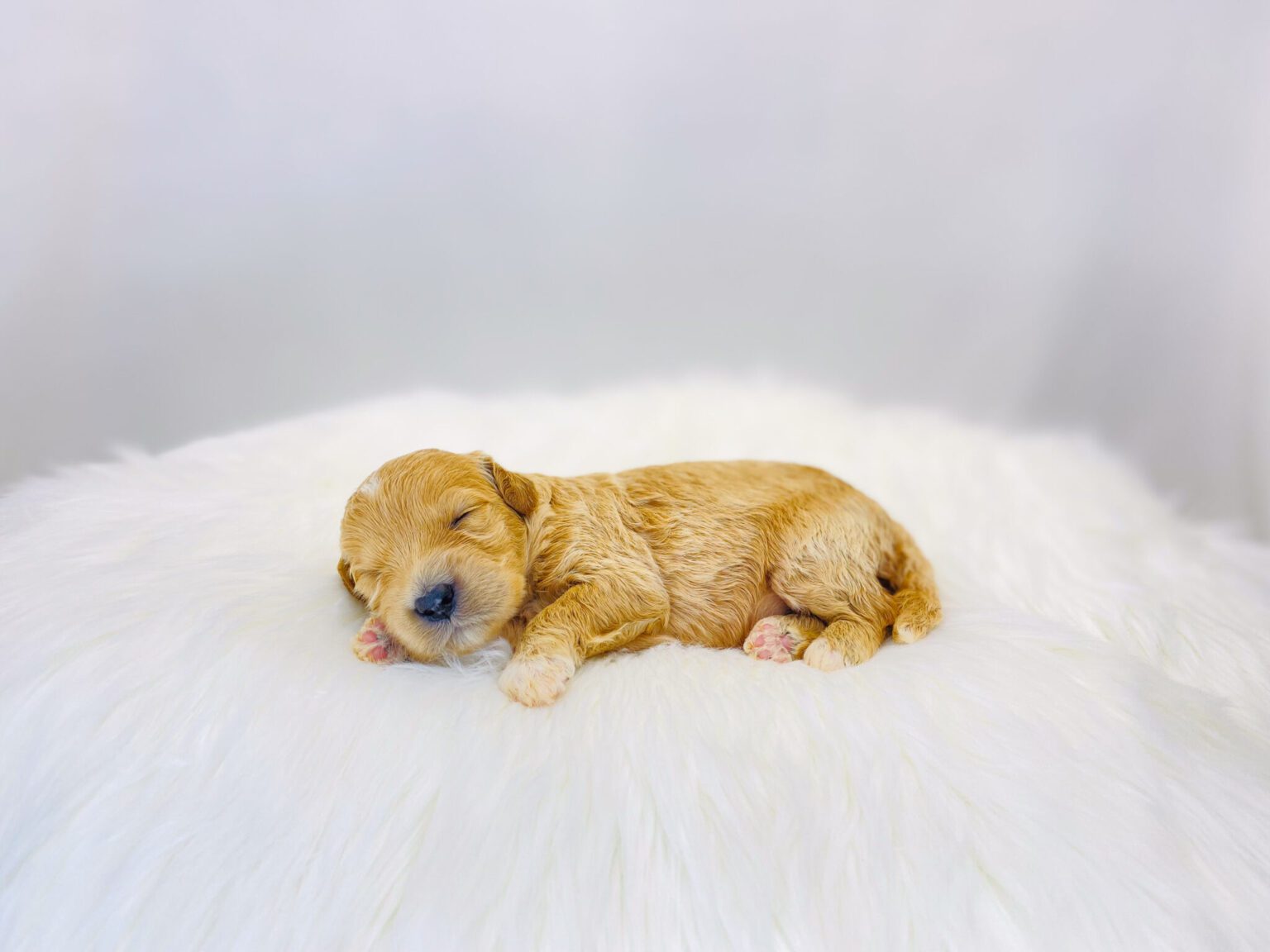 I am just a tiny baby and would love to join your family soon! Of course, you can’t see how cute and curly I will be when I get older, so the Dog Club will send updated photos when I am about 6 to 7 weeks old, if you choose to adopt me. Infant puppy deposits are refundable or transferrable.