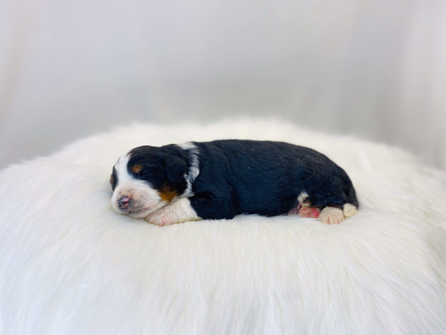 I am just a tiny baby and would love to join your family soon! Of course, you can’t see how cute and curly I will be when I get older, so the Dog Club will send updated photos when I am about 6 to 7 weeks old, if you choose to adopt me. Infant puppy deposits are refundable or transferrable.