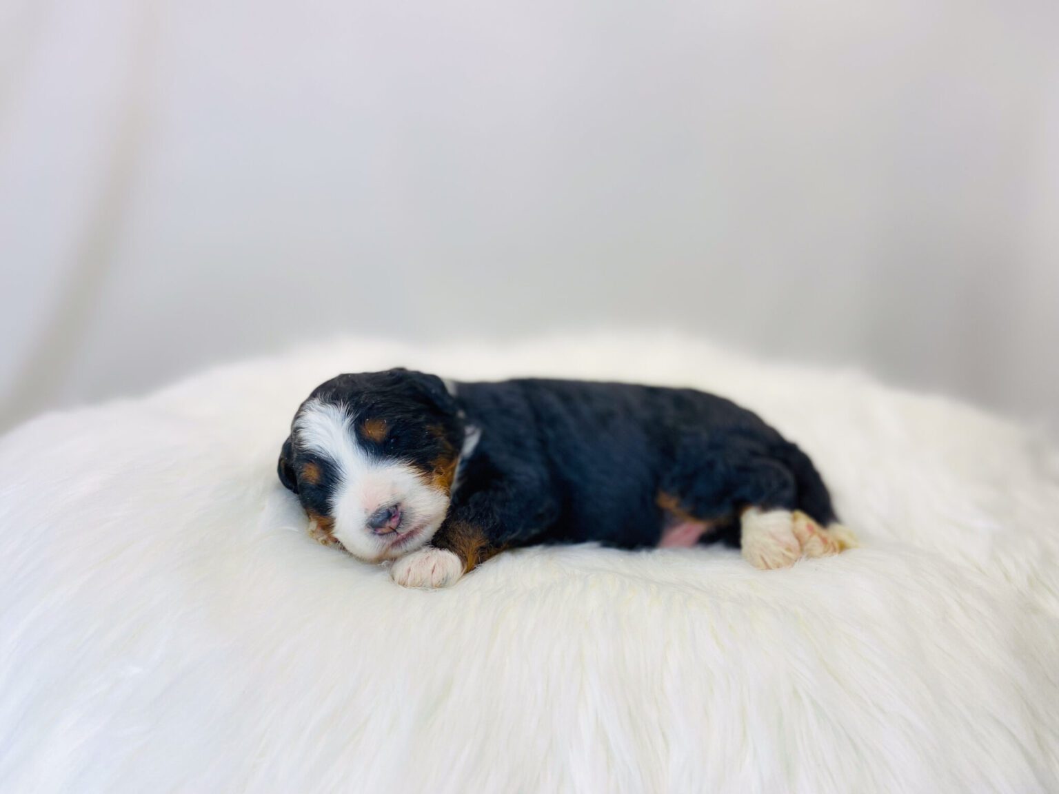 I am just a tiny baby and would love to join your family soon! Of course, you can’t see how cute and curly I will be when I get older, so the Dog Club will send updated photos when I am about 6 to 7 weeks old, if you choose to adopt me. Infant puppy deposits are refundable or transferrable.