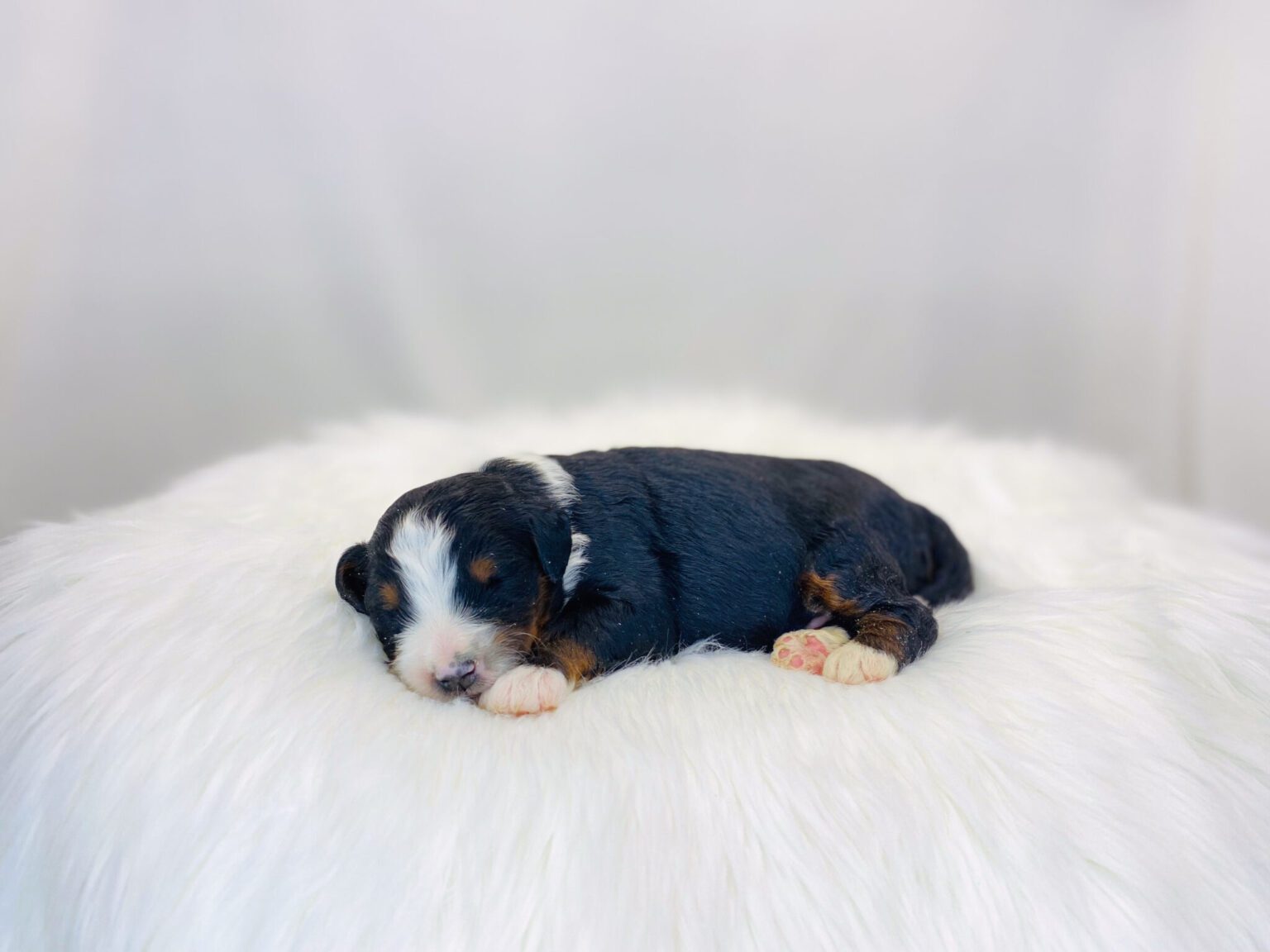 I am just a tiny baby and would love to join your family soon! Of course, you can’t see how cute and curly I will be when I get older, so the Dog Club will send updated photos when I am about 6 to 7 weeks old, if you choose to adopt me. Infant puppy deposits are refundable or transferrable.