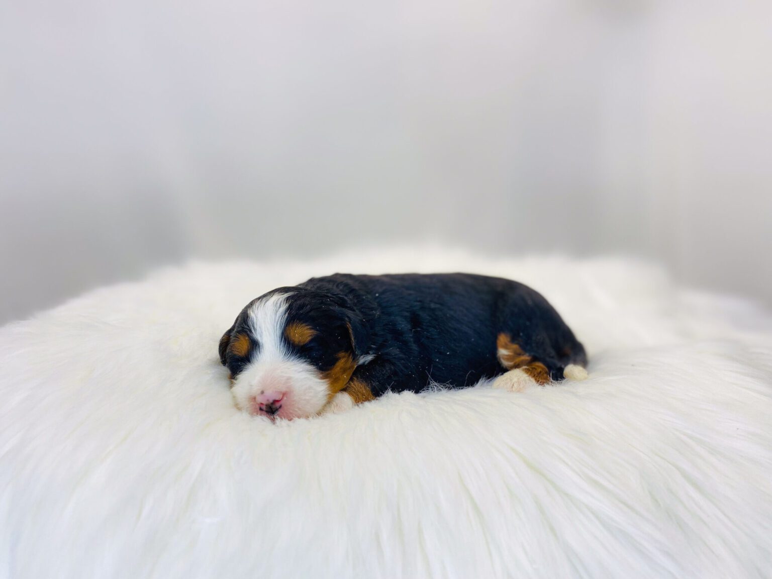 I am just a tiny baby and would love to join your family soon! Of course, you can’t see how cute and curly I will be when I get older, so the Dog Club will send updated photos when I am about 6 to 7 weeks old, if you choose to adopt me. Infant puppy deposits are refundable or transferrable.