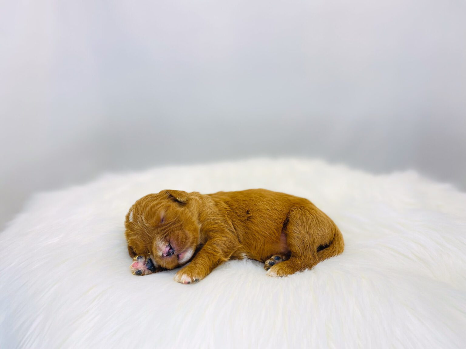 I am just a tiny baby and would love to join your family soon! Of course, you can’t see how cute and curly I will be when I get older, so the Dog Club will send updated photos when I am about 6 to 7 weeks old, if you choose to adopt me. Infant puppy deposits are refundable or transferrable.