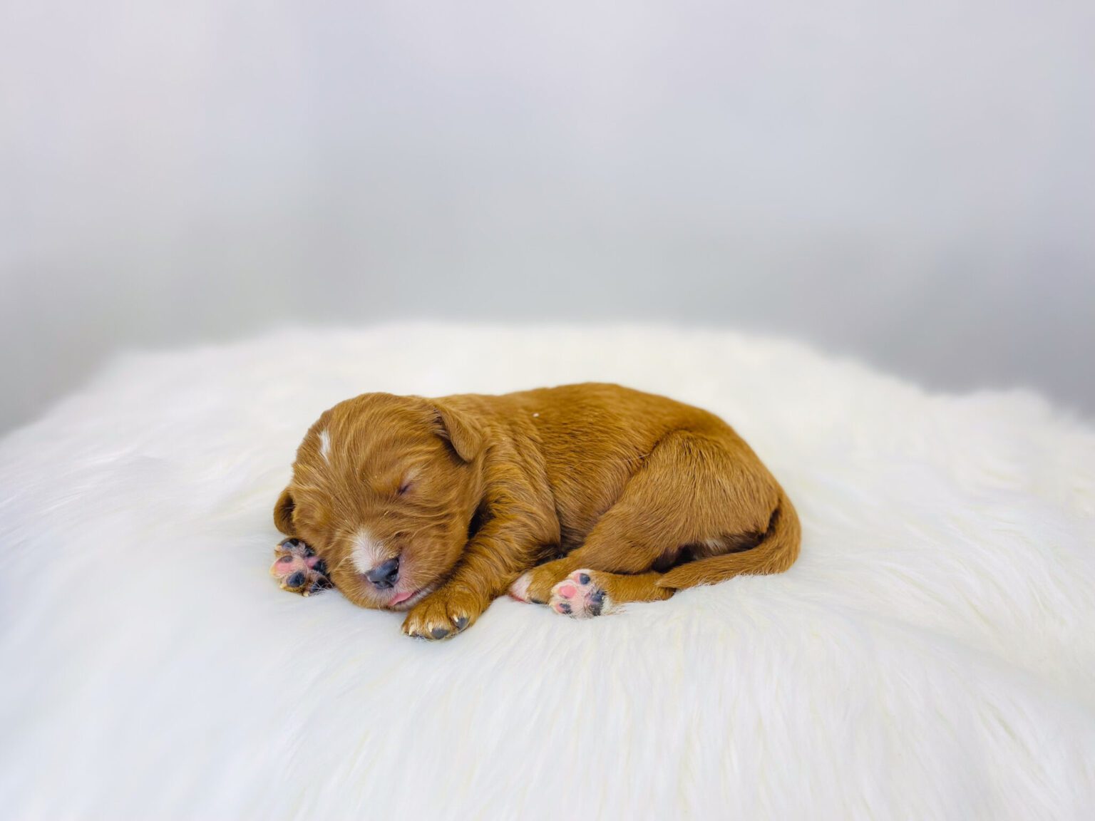 I am just a tiny baby and would love to join your family soon! Of course, you can’t see how cute and curly I will be when I get older, so the Dog Club will send updated photos when I am about 6 to 7 weeks old, if you choose to adopt me. Infant puppy deposits are refundable or transferrable.