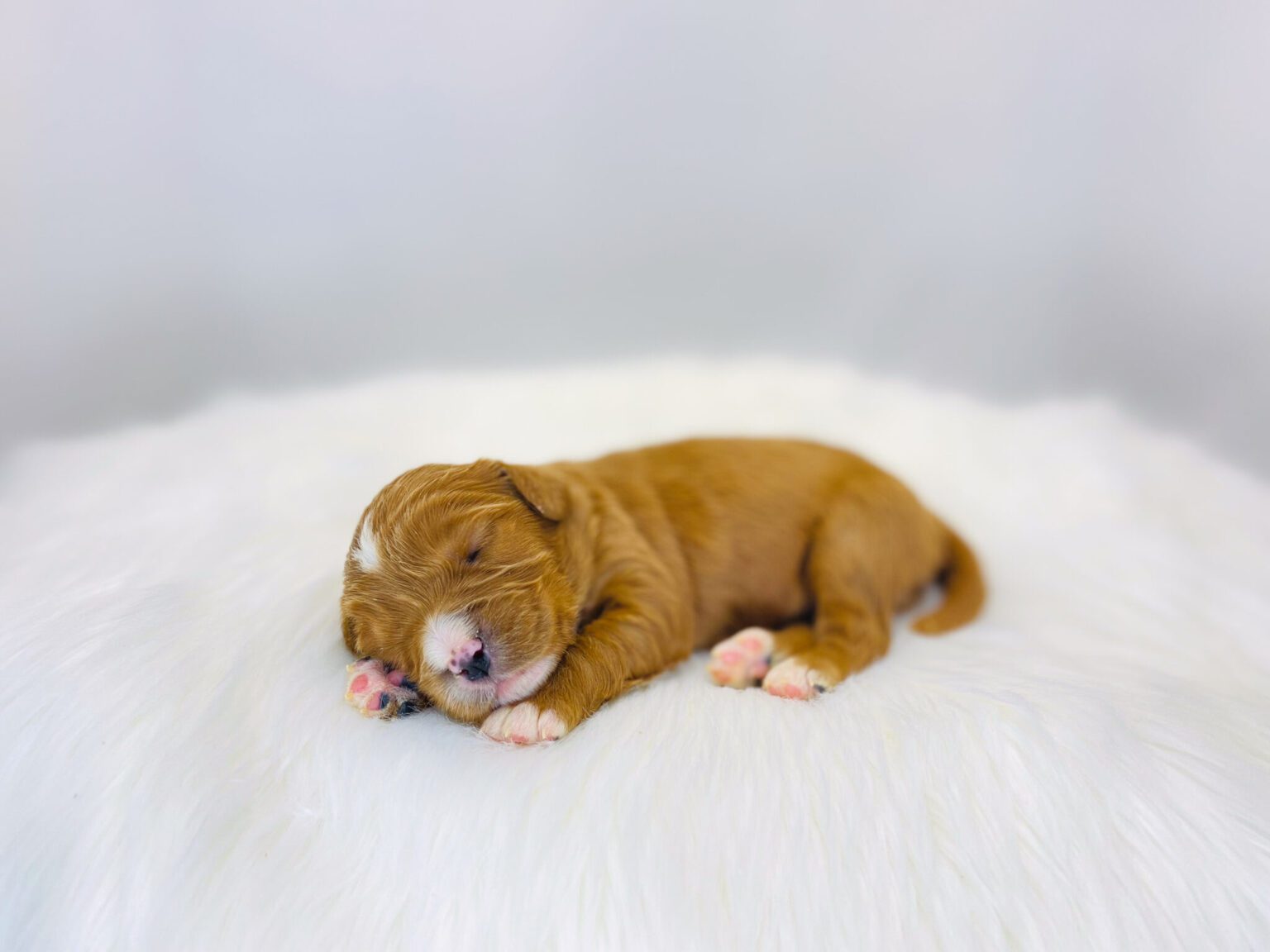 I am just a tiny baby and would love to join your family soon! Of course, you can’t see how cute and curly I will be when I get older, so the Dog Club will send updated photos when I am about 6 to 7 weeks old, if you choose to adopt me. Infant puppy deposits are refundable or transferrable.