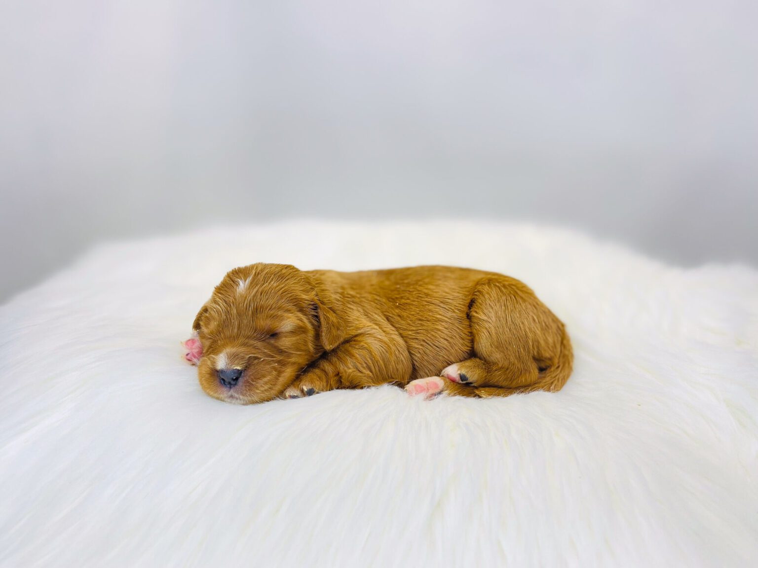 I am just a tiny baby and would love to join your family soon! Of course, you can’t see how cute and curly I will be when I get older, so the Dog Club will send updated photos when I am about 6 to 7 weeks old, if you choose to adopt me. Infant puppy deposits are refundable or transferrable.