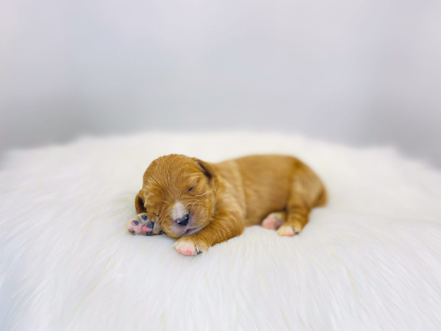 I am just a tiny baby and would love to join your family soon! Of course, you can’t see how cute and curly I will be when I get older, so the Dog Club will send updated photos when I am about 6 to 7 weeks old, if you choose to adopt me. Infant puppy deposits are refundable or transferrable.
