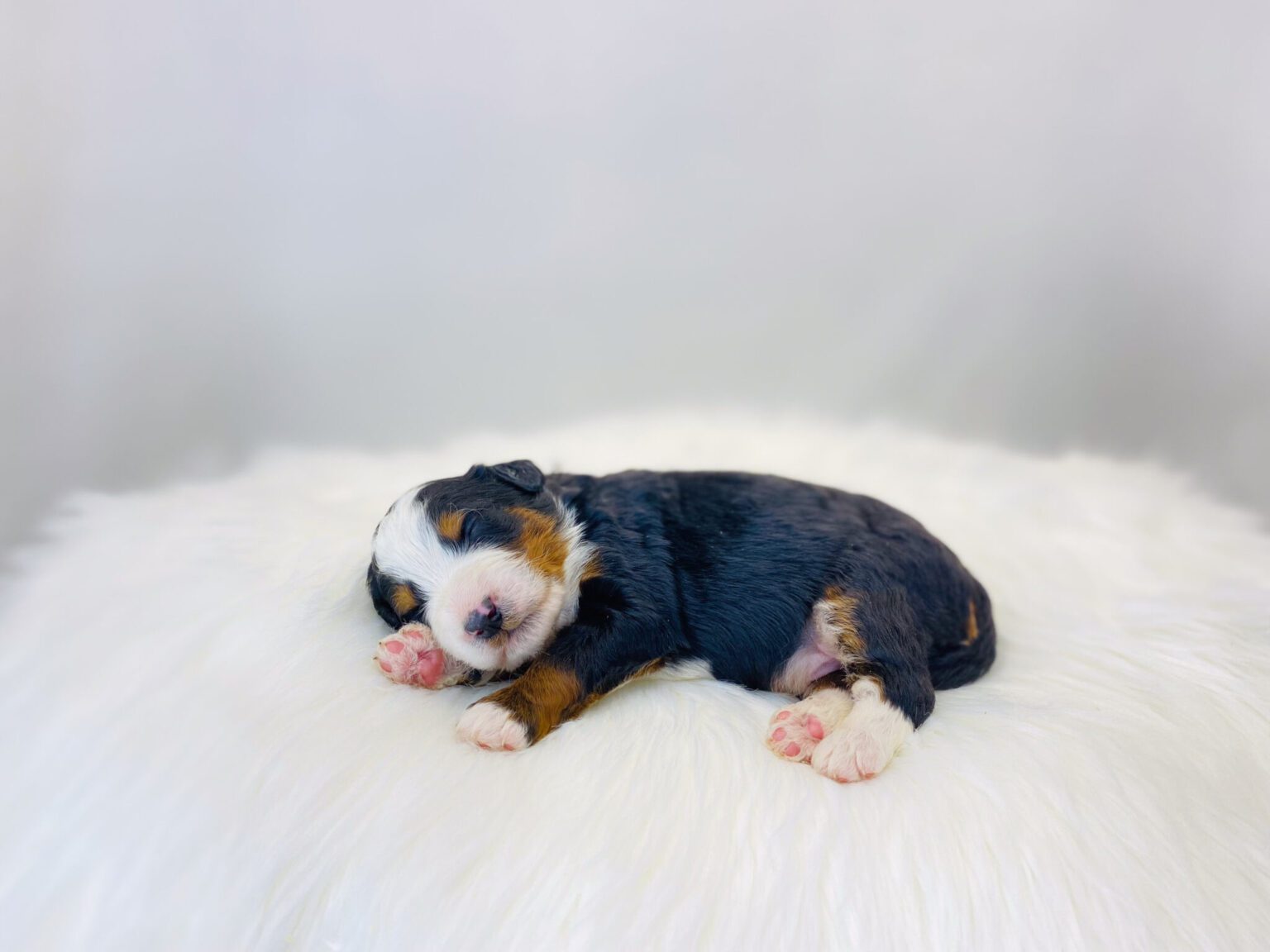 I am just a tiny baby and would love to join your family soon! Of course, you can’t see how cute and curly I will be when I get older, so the Dog Club will send updated photos when I am about 6 to 7 weeks old, if you choose to adopt me. Infant puppy deposits are refundable or transferrable.